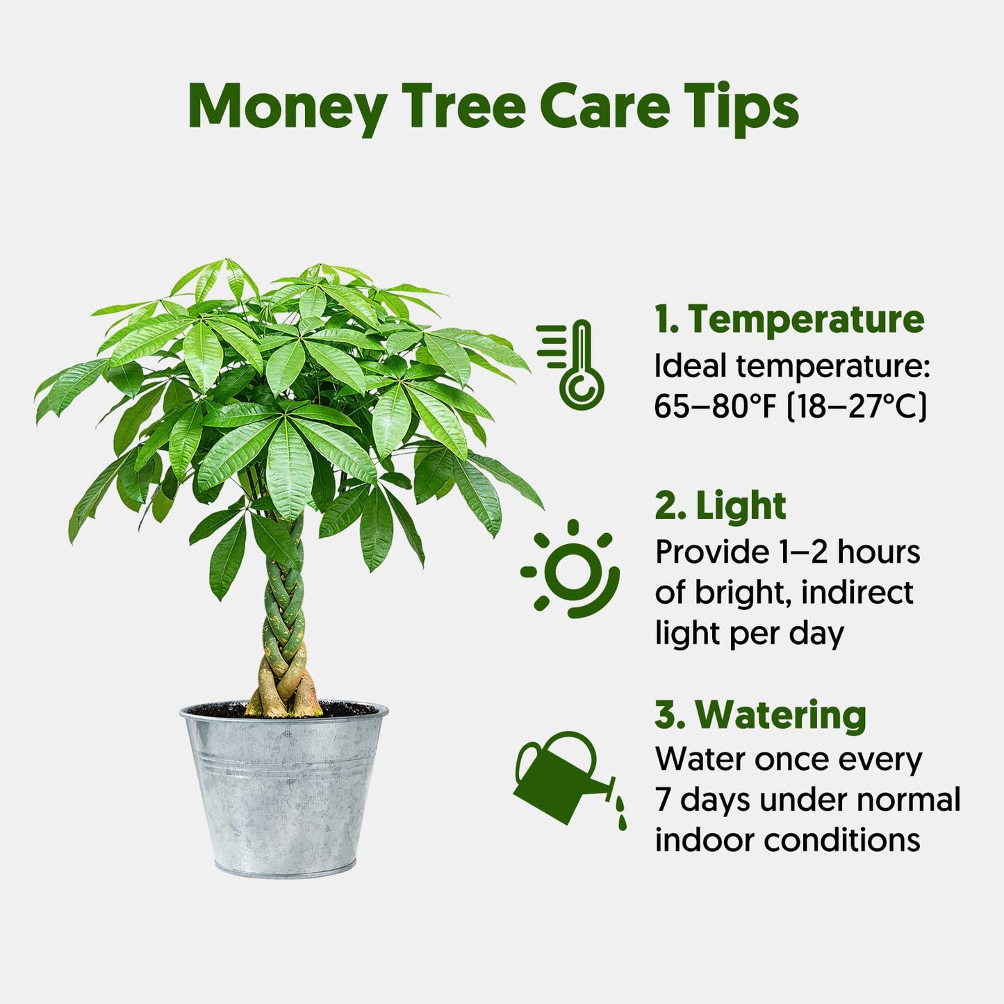 Live Plants Money Tree in 4" Matte Gray Pot, Easy to Grow Houseplant, Indoor Bonsai, Home Office Decor, Birthday Housewarming Gift