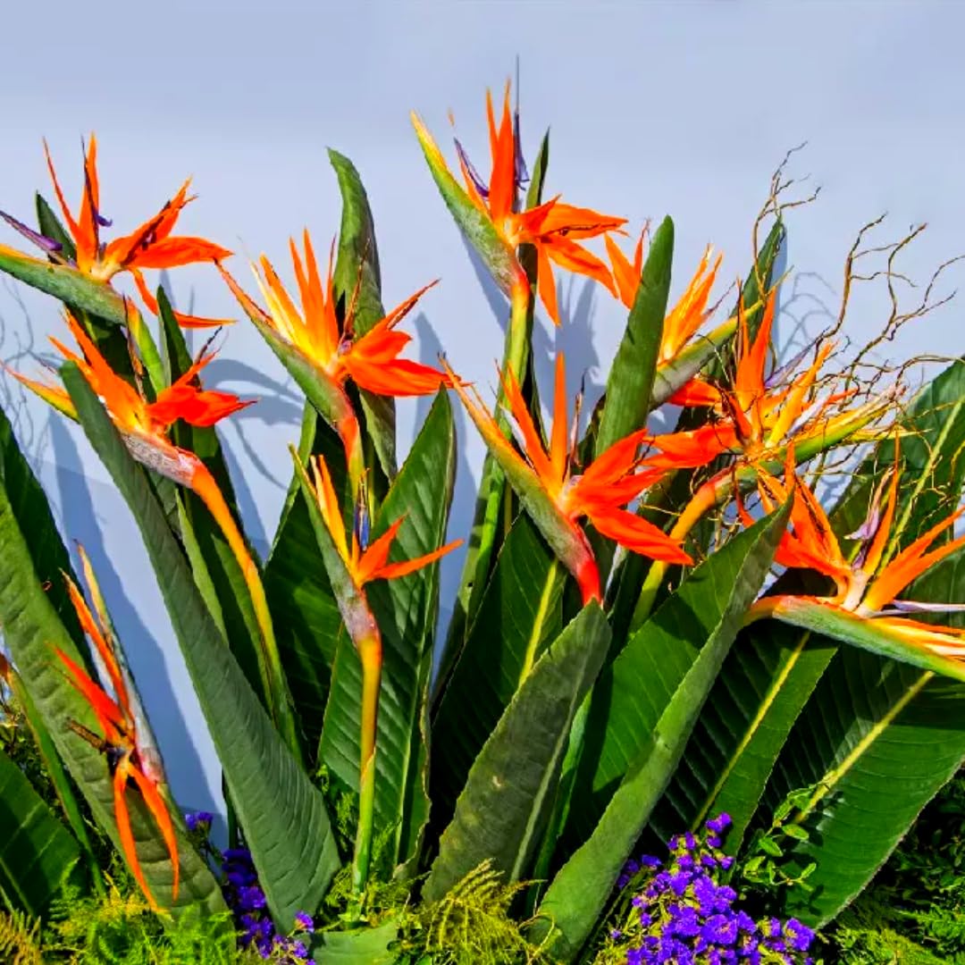 Orange Bird of Paradise Plants Live, Strelitzia Reginae Well-Rooted Bush, 5-9" Tall, No Pot, Tropical Perennial Blooming, Houseplant Indoor Outdoor Planting