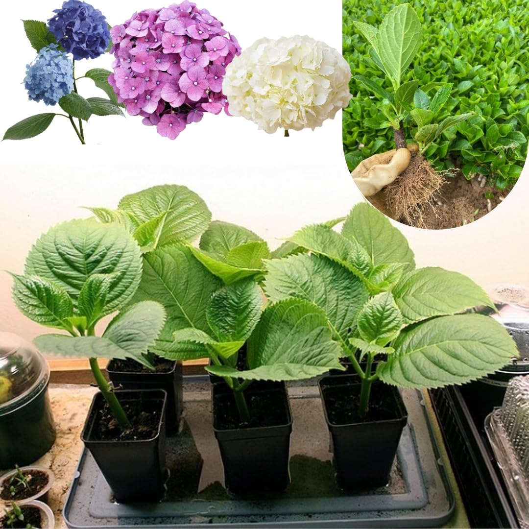 Hydrangea Bush Tree Plants Live, 5-9" Tall, No Pot, Dormant in Winter, Change Color Perennial Planting Indoor Outdoor, Long Lasting Blooms Flower (Can Trim as Tree, Pink White)