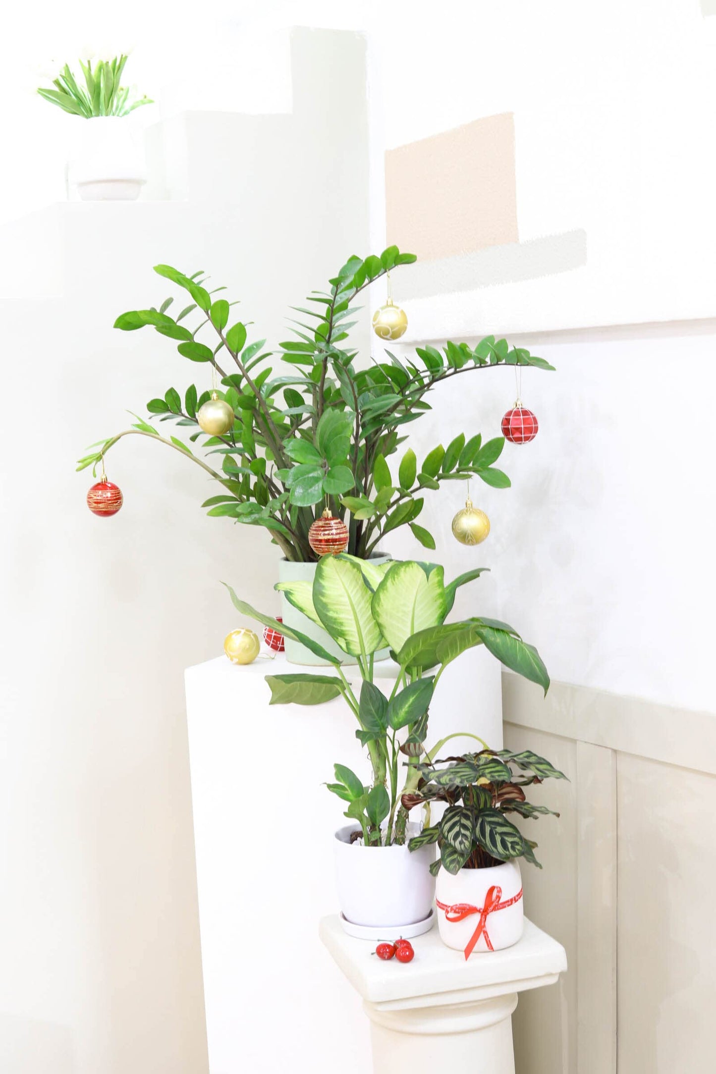 Calathea makoyana Peacock (4" Grower Pot) - Peacock Prayer Plant - Eye-catching, Easy to Grow, Easy to Care Houseplant - Live Healthy Houseplant for Home Office Decoration