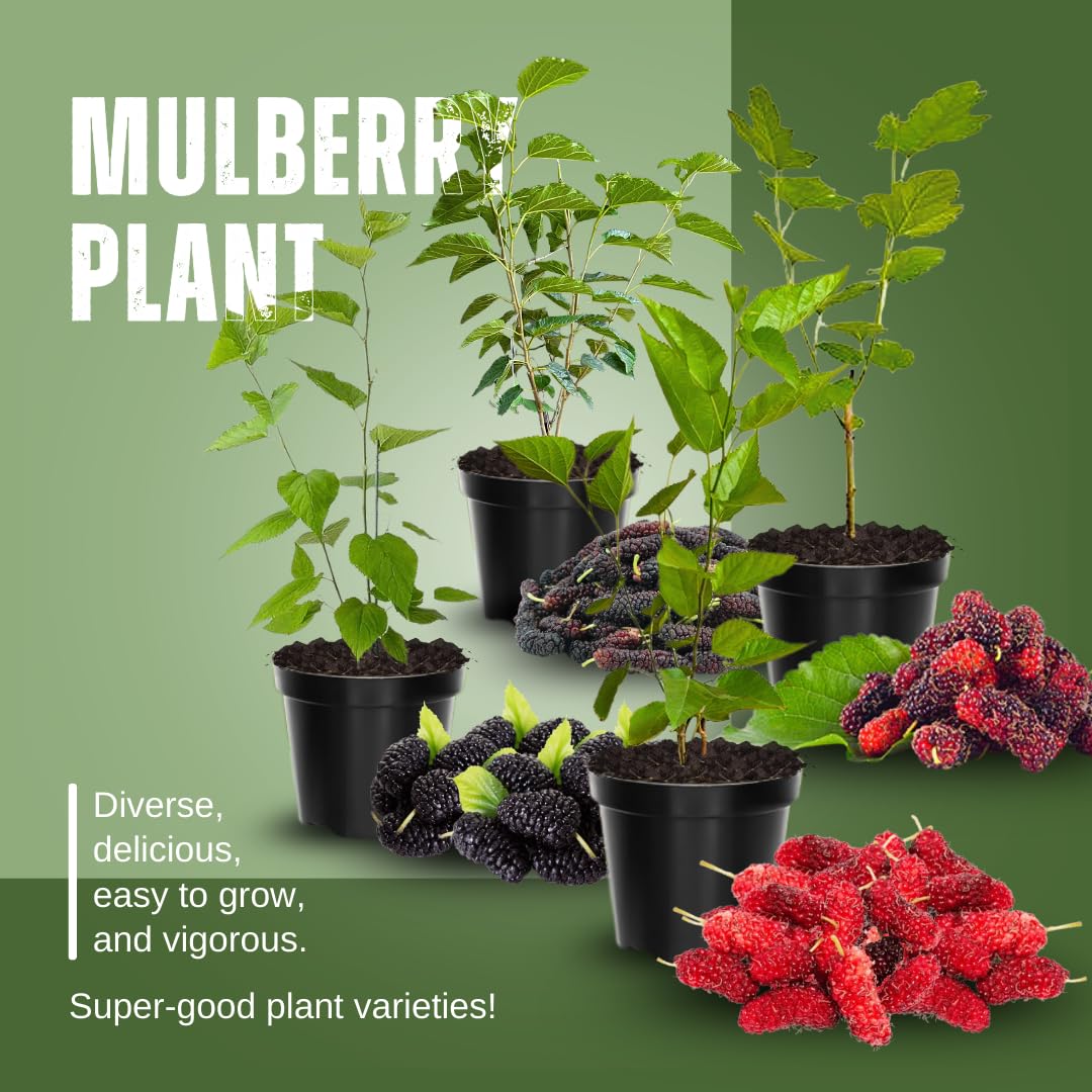 Mulberry Tree Live Plant, Mulberry Plant, Sweet and Edible Mulberries Fruit Seedlings for Patio and Garden, 6 to 8 Inches Tall (Red)