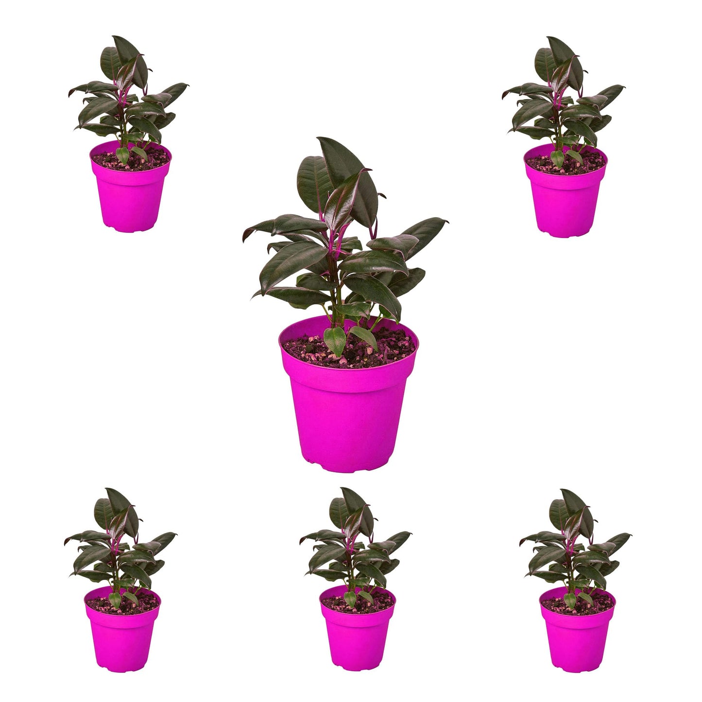 6 Pack Ficus Elastica 'Burgundy' in 4in Pot - Live Plants Tropical Houseplants | Variegated | USA Growers | The Snobby Leaf