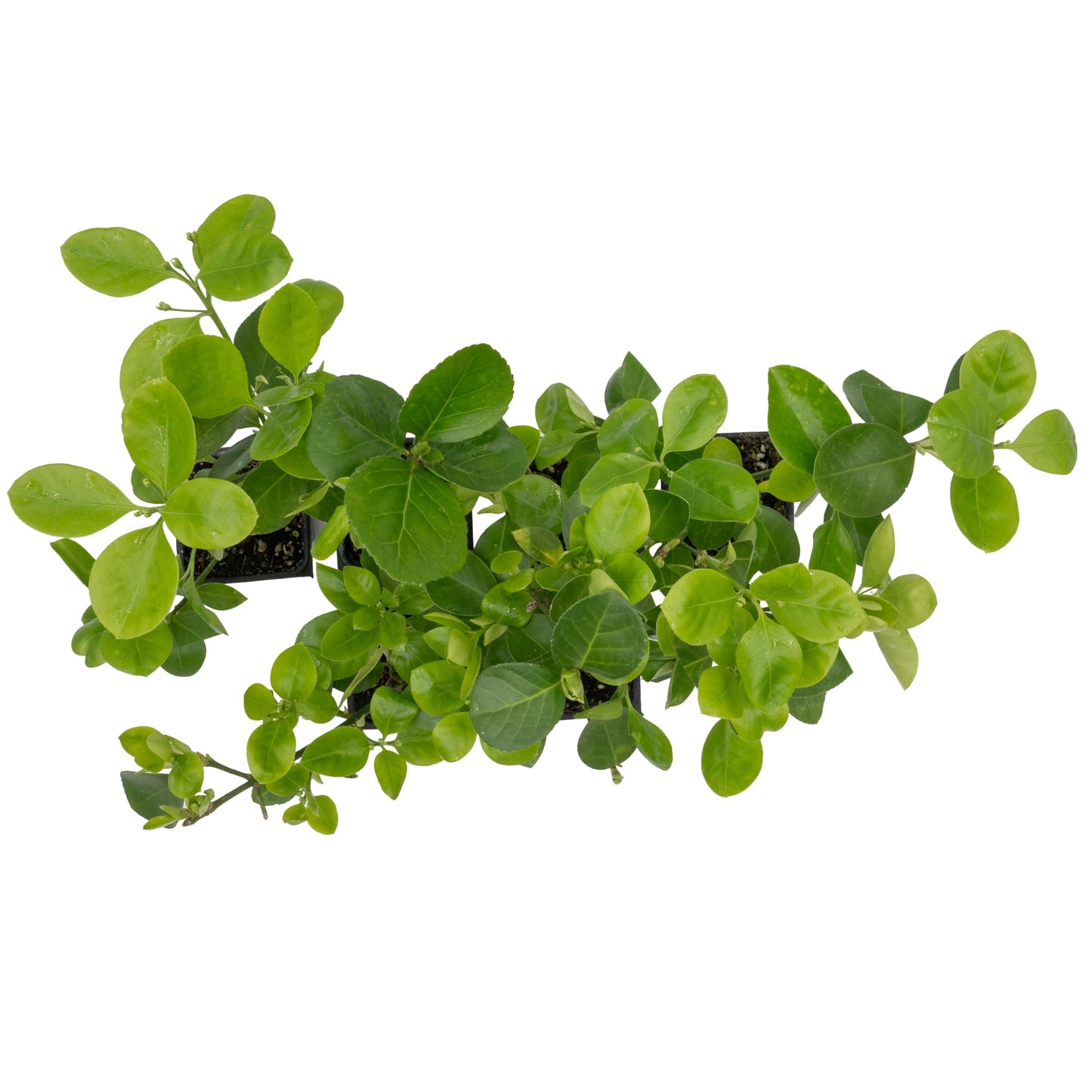6 Live Manhattan Euonymus Plants (Euonymus Kiautschovicus ‘Manhattan’) – Evergreen Shrub for Hedges, Thriving in 2.5” Nursery Cubes