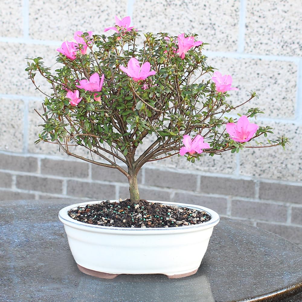Brussel's Bonsai - Live Satsuki Azalea Flowering Bonsai Tree in Ceramic Bonsai Pot, Outdoor Bonsai Tree Live Plant, 8 Years Old, 10-14 Inches Tall, Easy Care Plant for Patio Garden (Large)
