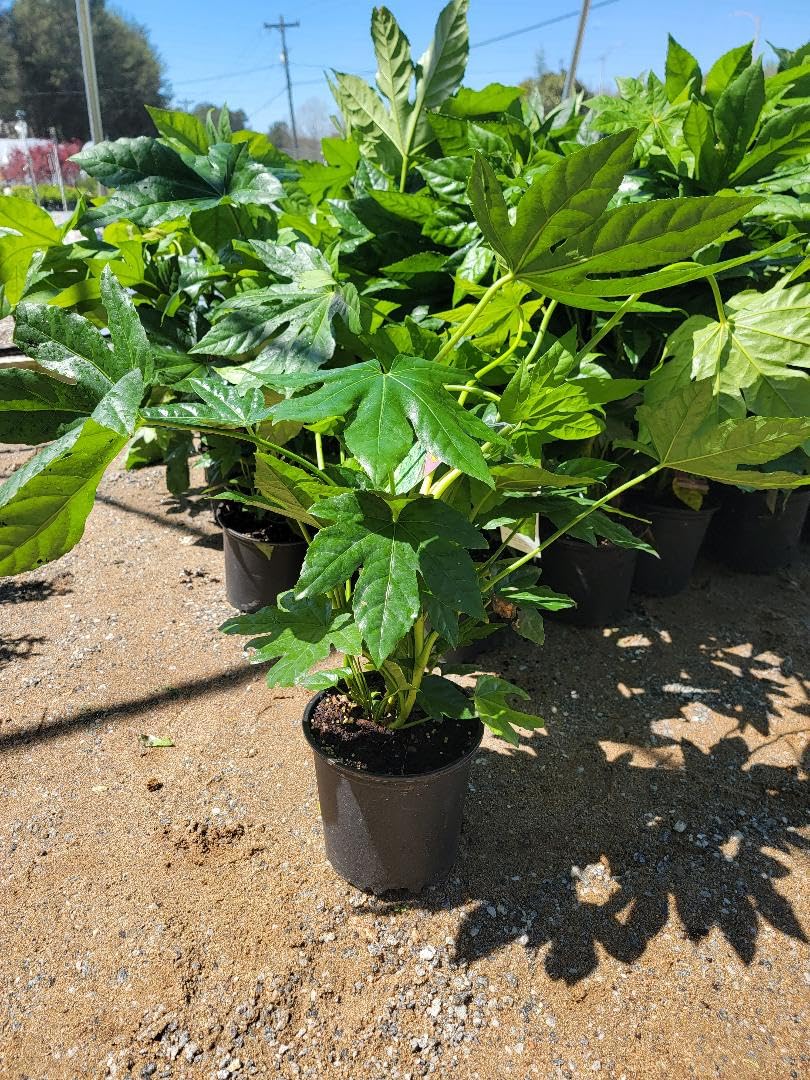 Fatsia Japonica (Japanese aralia) - Live Plant - 2 Gallon Pot