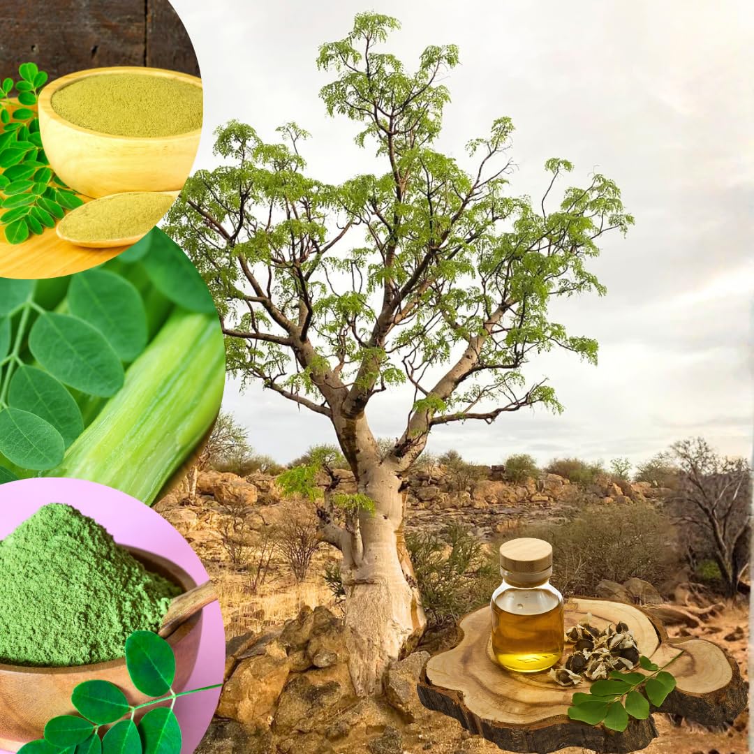 Sets 2 Moringa Plants Live Tree, 6 to 10" Moringa Oleifera Plant, Well Rooted, Cold Hardy, Spring Planting Drumstick Horseradish Tree