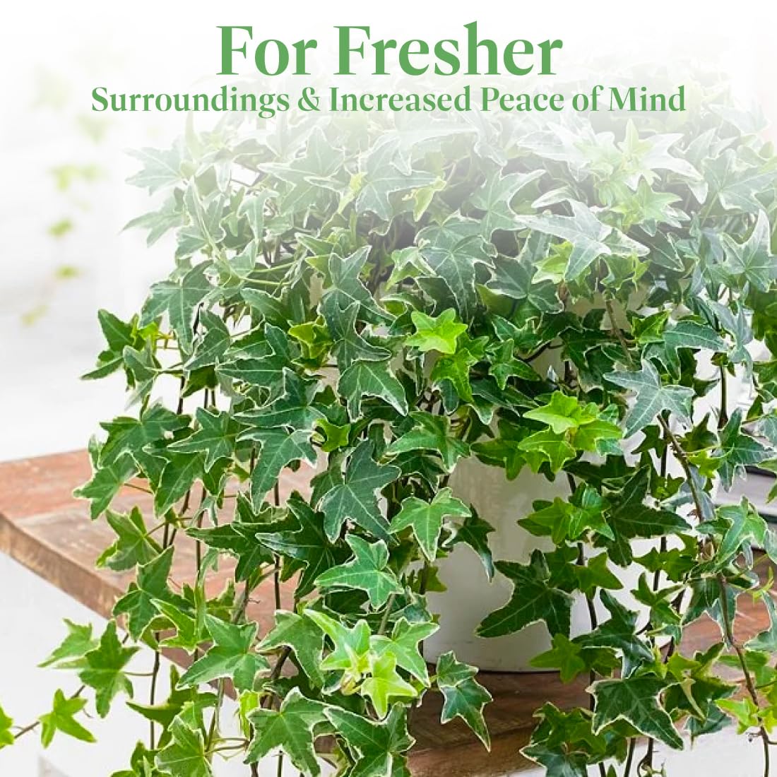 American Plant Exchange English Ivy 'Needlepoint' – 6-Inch Pot, Live Trailing Vine, Low-Maintenance Air-Purifying Houseplant for Hanging Baskets, Shelves & Indoor Home or Office Décor