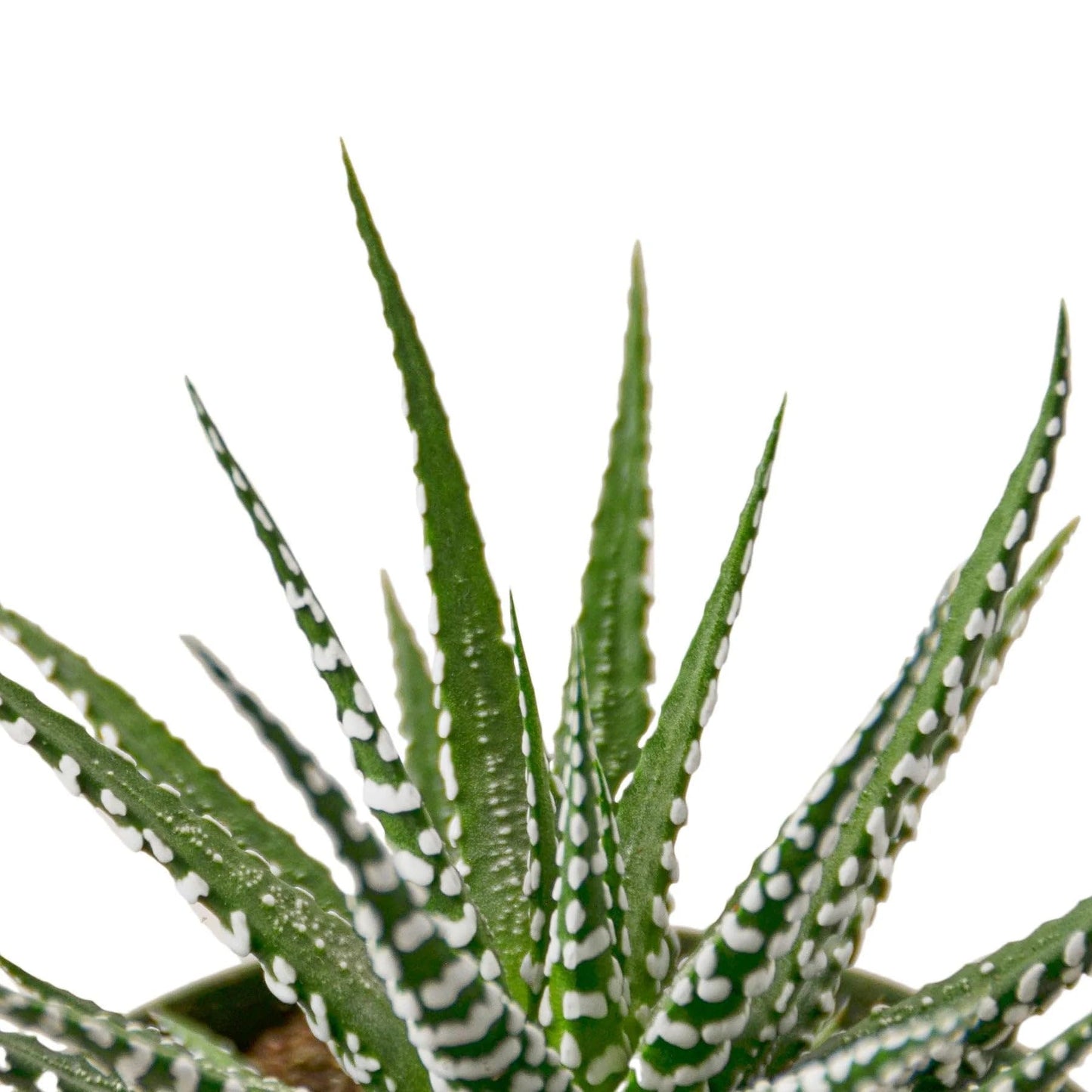Zebra Succulent in 4in Pot - Live Plants Tropical Houseplants | Variegated | USA Growers | The Snobby Leaf