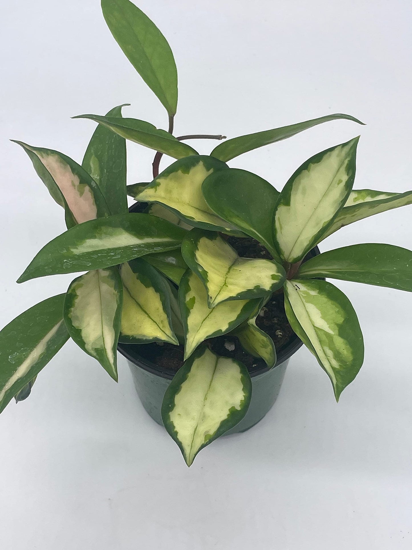 BubbleBlooms Variegated Hoya Exotica, Krimson Princess, Tricolor Crimson, Very Rare Limited Live Plant, in 4 inch Pot