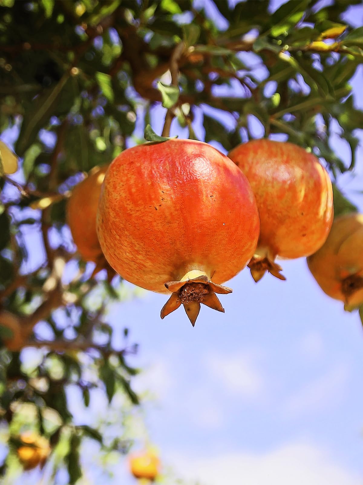 Salavatski Pomegranate Tree, Fruit Bearing, Hardy, 5 gal Nursery Pot, 2-3 ft Tree Height (Due to Agricultural Laws, we Cannot Ship to CA, AZ, AK, or HI)