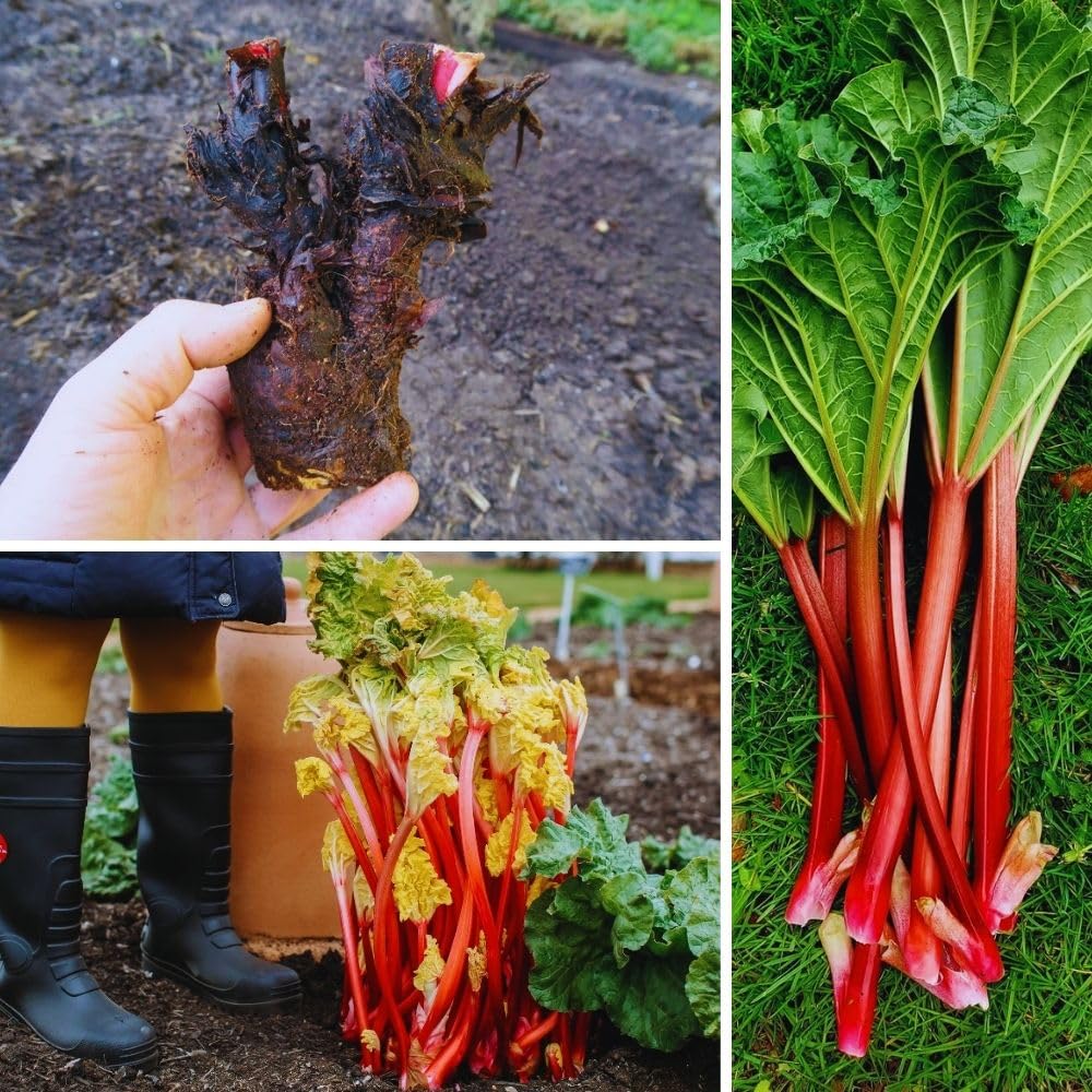 5 Large Rhubarb Plants Roots for Planting, Rhubarb Plants Live Roots for Planting, 3 to 5 Inc Tall, Backyard Gardens