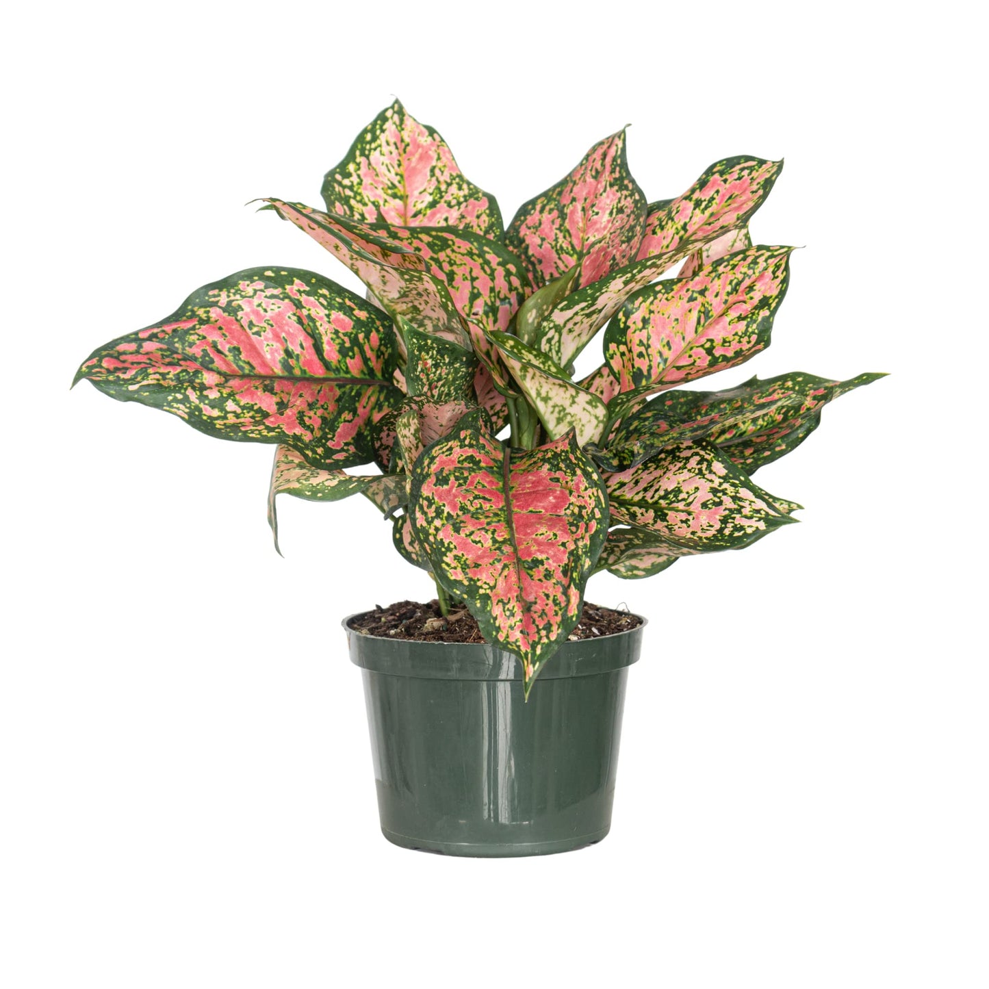 Aglaonema Ruby Ray Live Plant by United Nursery 6 inch Pink Decorative Pot Mother’s Day Gift for Patio and Home Decor Stunning Variegated Foliage (Nursery Pot)