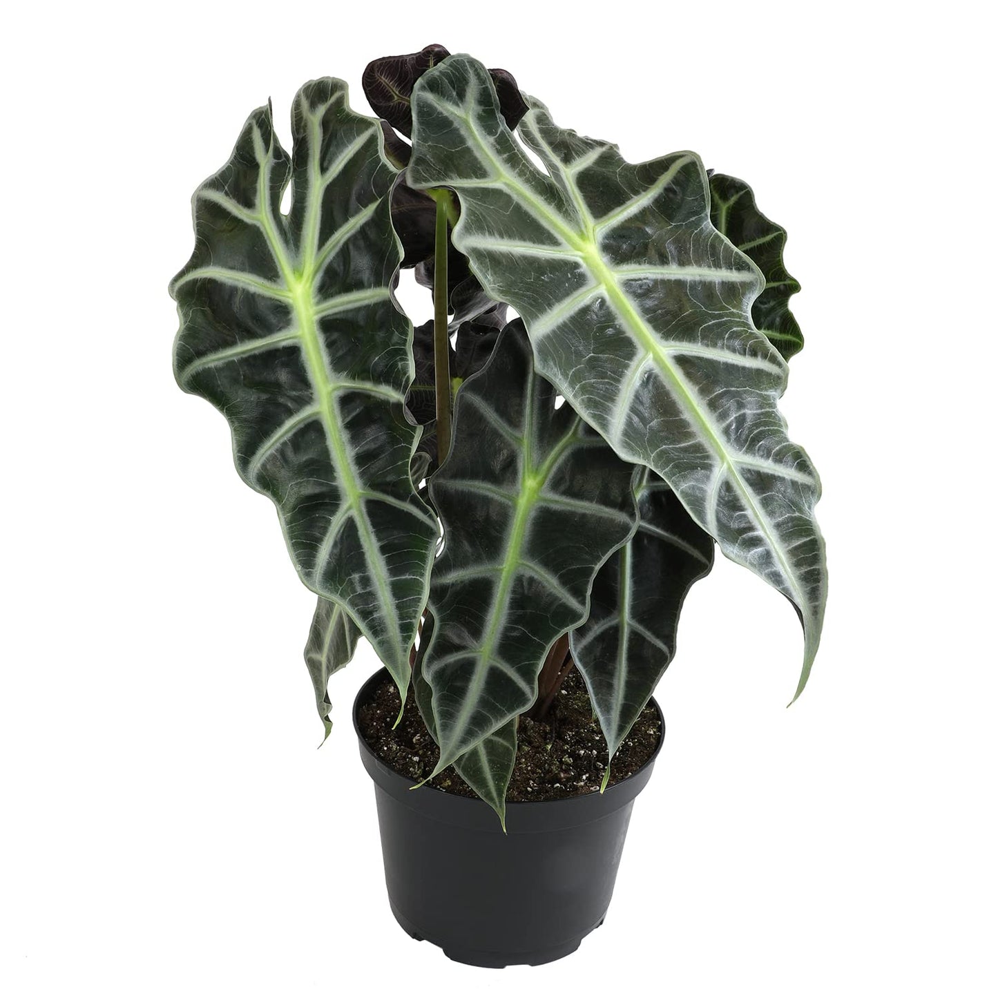 Alocasia Amazonica Polly Elephant Ear Plant in 6" Pot, Office Desk Decor, Easy Care Houseplant for Home or Office, Popular Decorative Houseplants by Plants for Pets