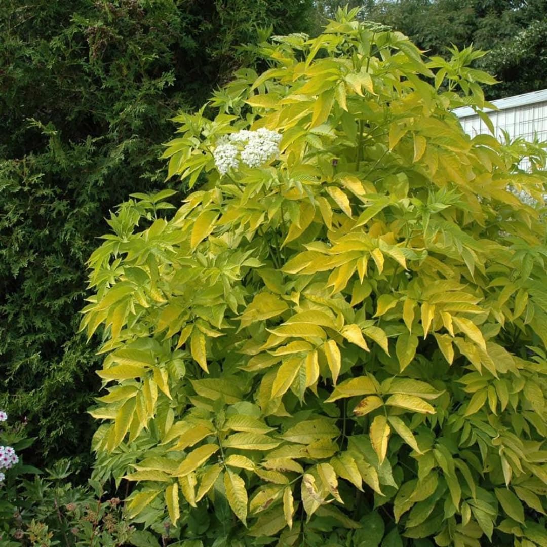 4 Black Elderberry Bushes Trees Plants Live for Planting, 5-9", American Elderberry Cold Hardy for Outdoor Growing