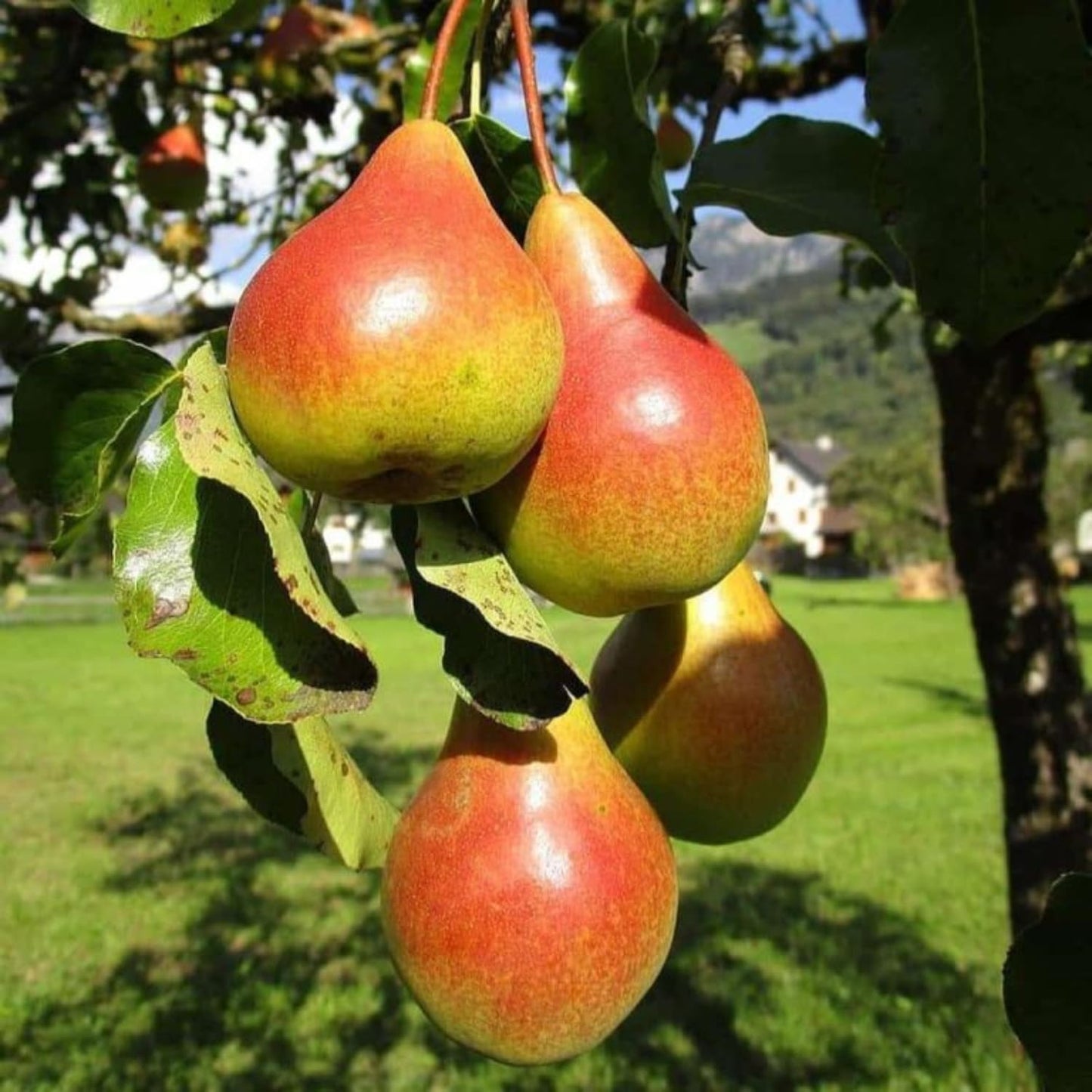 9 Months Old Pear Tree Live Plant for Spring Planting, Red-Yellow Green Pears 8-10 Inches in Tall, No Pot, Dormant in Winter, No Leaf, Cold Hardy Pear Home Orchard Yard