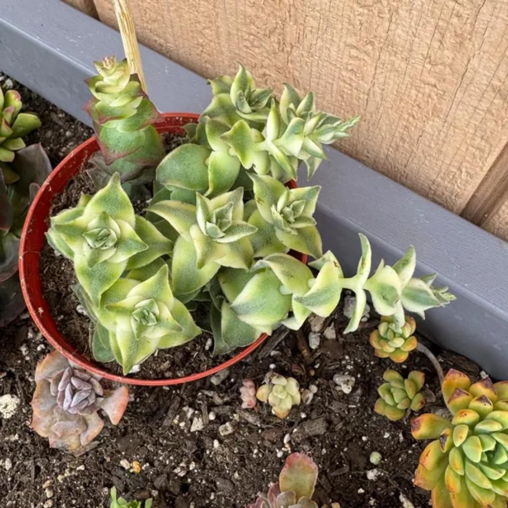 String Plant Live 4 Inch Pot, Rare Succulents Plants in Hanging Baskets, Trailing Succulent Houseplant for Home Office (Variegated String of Buttons)