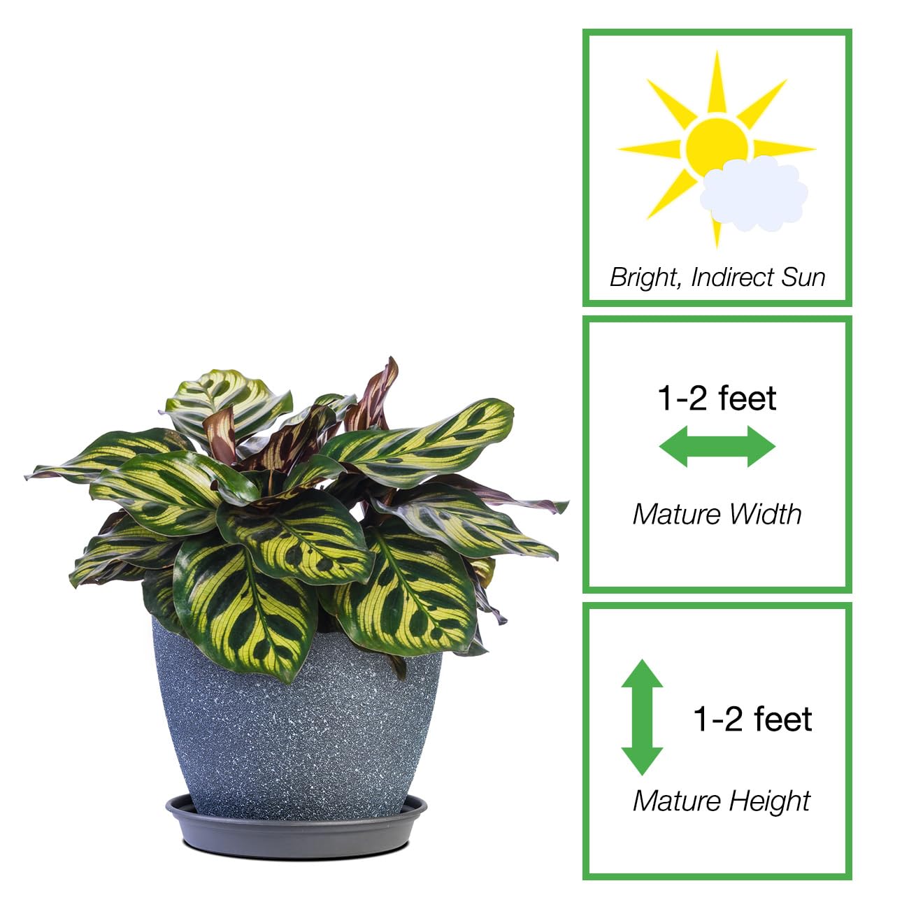 PERFECT PLANTS Peacock Calathea in a 6in. Midnight Blue Decor Pot | Beautiful Indoor Prayer Plant Variety | Unique Easy Care Houseplant