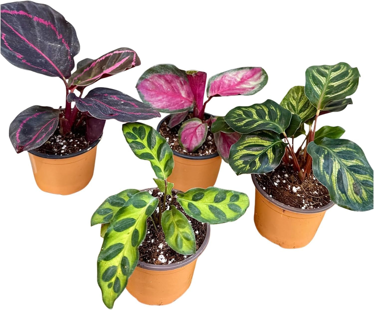 PLANTVERS Calathea Assorted Live Plant Set – Pack of 4 Live Plants in 2" Pots – Includes Calathea Roseopicta, Lancifolia, Dottie & Makoyana – Air Purifying Indoor Houseplants