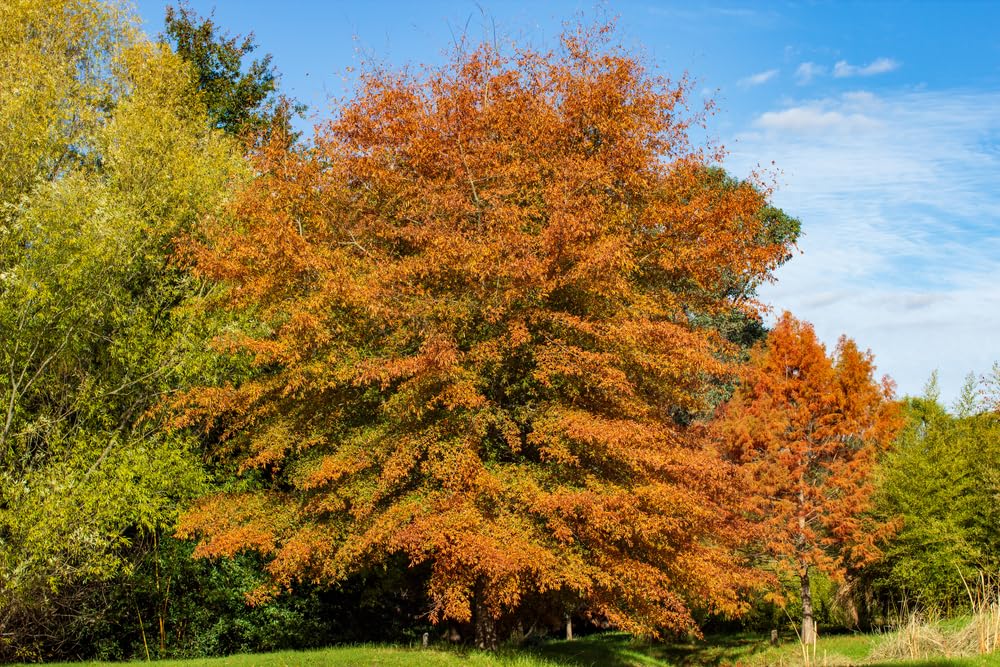 Willow Oak Tree Seedlings for Planting - Attractive and Hardy Trees (5 Seedlings)