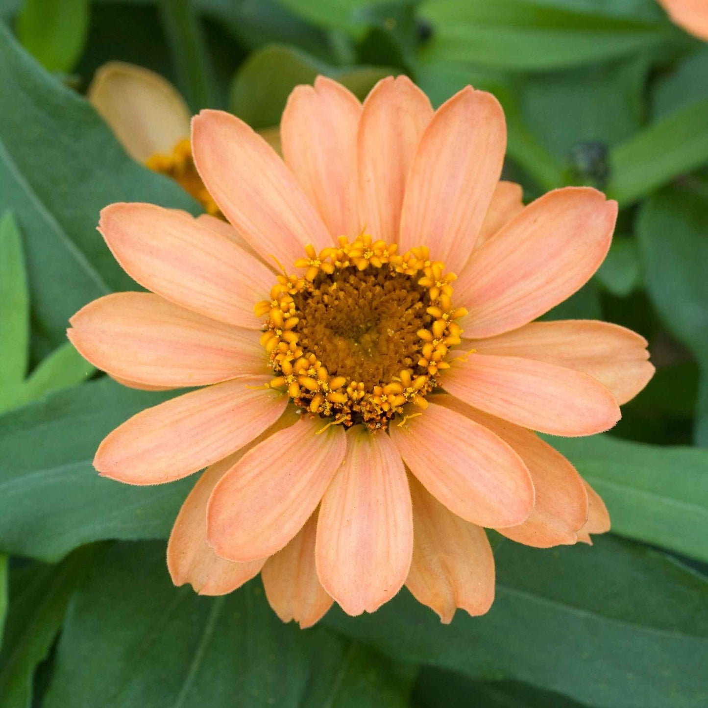 Eden Brothers Zinnia Seeds - Profusion Apricot, Non-GMO Seeds for Planting, Packet | Low-Maintenance Flower Seeds, Plant During Spring, Zones 2, 3, 4, 5, 6, 7, 8, 9, 10