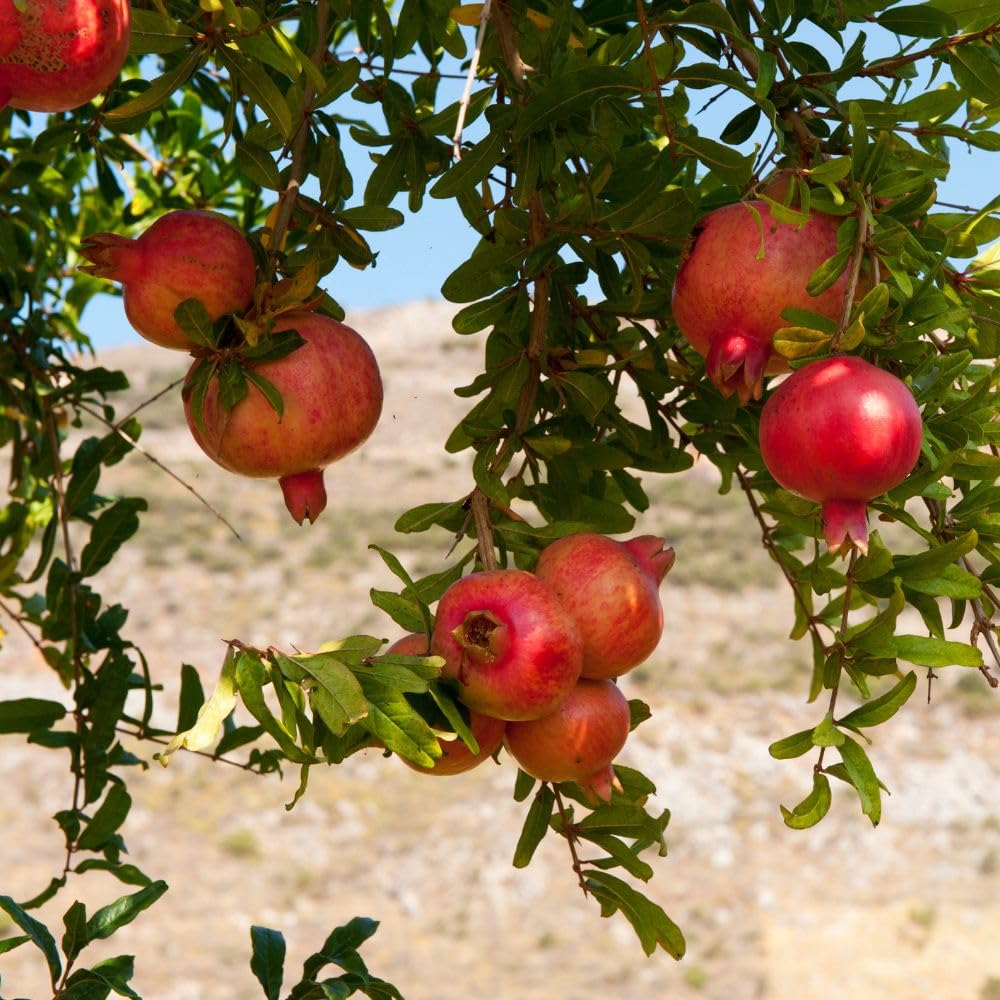 Hardy Pomegranate Live Plant for Planting, 3 Gallon Pot, Tropical Pomegranate Tree 2 to 3 Feet Tall, No Ship to CA