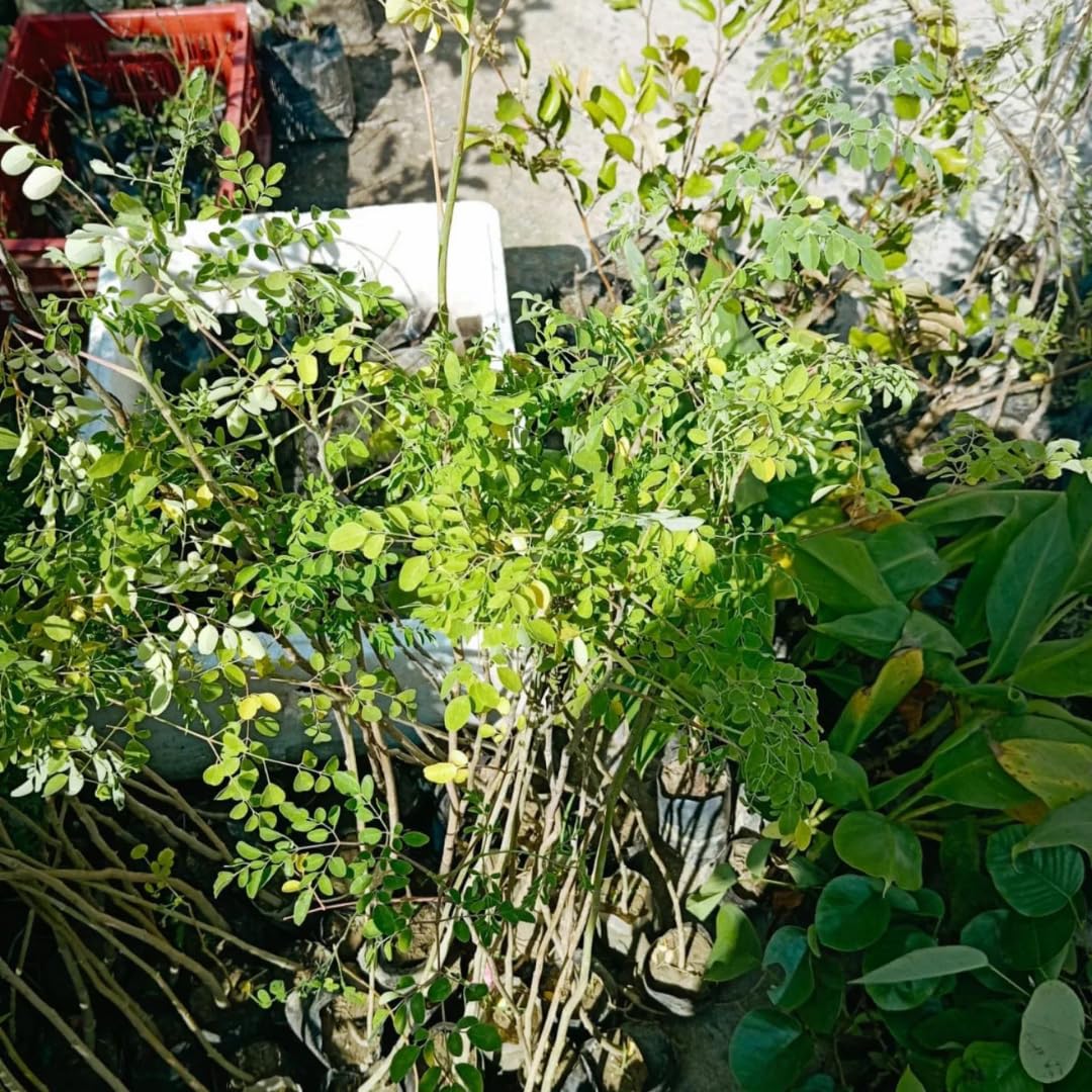 3 Months Old Moringa Oleifera Tree Live Plant, Moringa Plant Potted, Well-Rooted Drumstick Trees Ready to Grow Outdoor