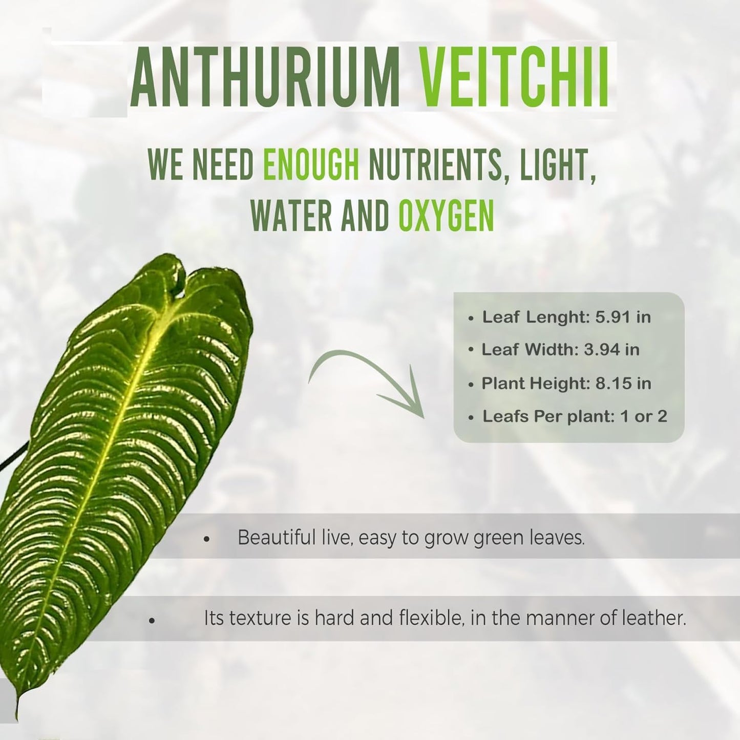 LEAL PLANTS ECUADOR Anthurium Warocqueanum + Veitchii (Pack of 2) Bundle Indoor Plants| Rare Queen & King Anthurium Hybrid|Tropical Premium Houseplants for Home & Office Decor