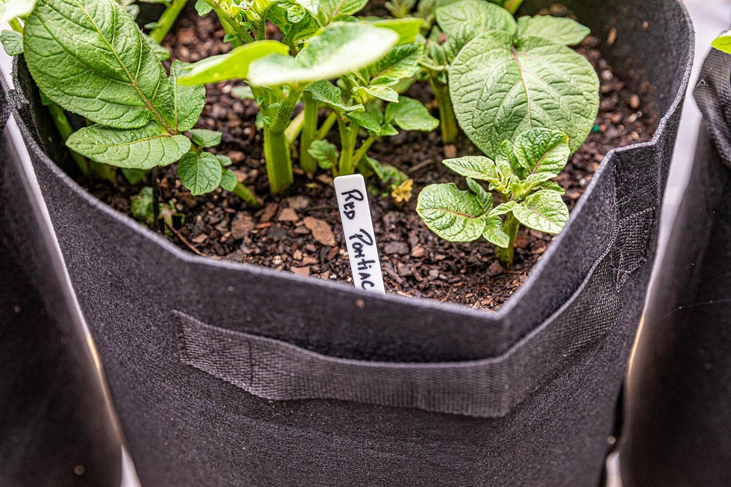Gardzen 6 Pack BPA-Free 10 Gallon Vegetable Grow Bags with Access Flap and Handles, Suitable for Planting Potato, Taro, Beets, Carrots, Onions, Peanut