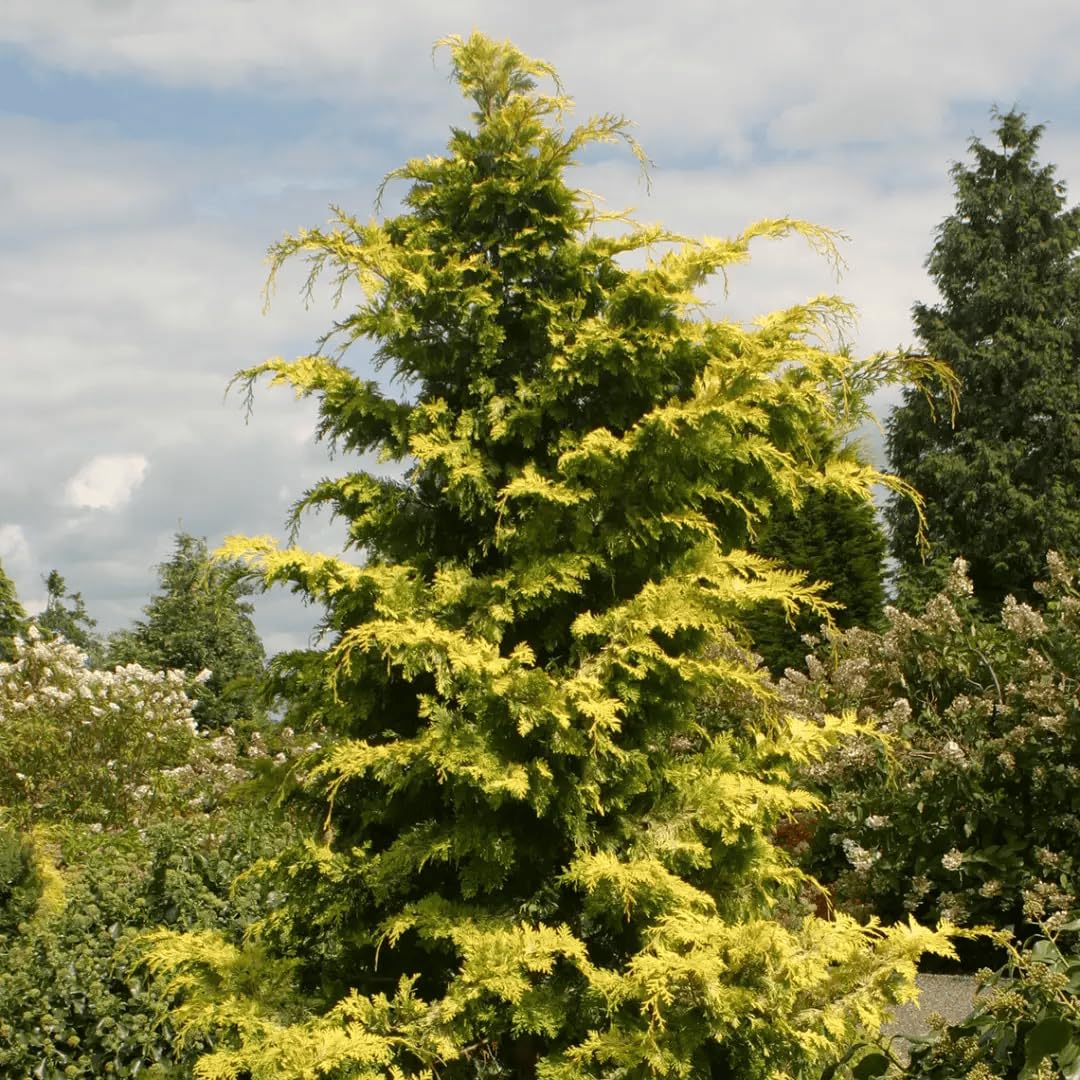 Cham Crippsii Golden Hinoke Cypress – Evergreen Ornamental Tree with Golden Foliage – Hardy Landscape Plant (3 Gallon/Potted/Set of 2 Plants)