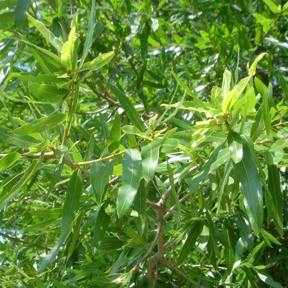 Brighter Blooms - Willow Oak Tree, 4-5 ft. - No Shipping to AK, AZ, CA, FL, HI, LA, OR, WI
