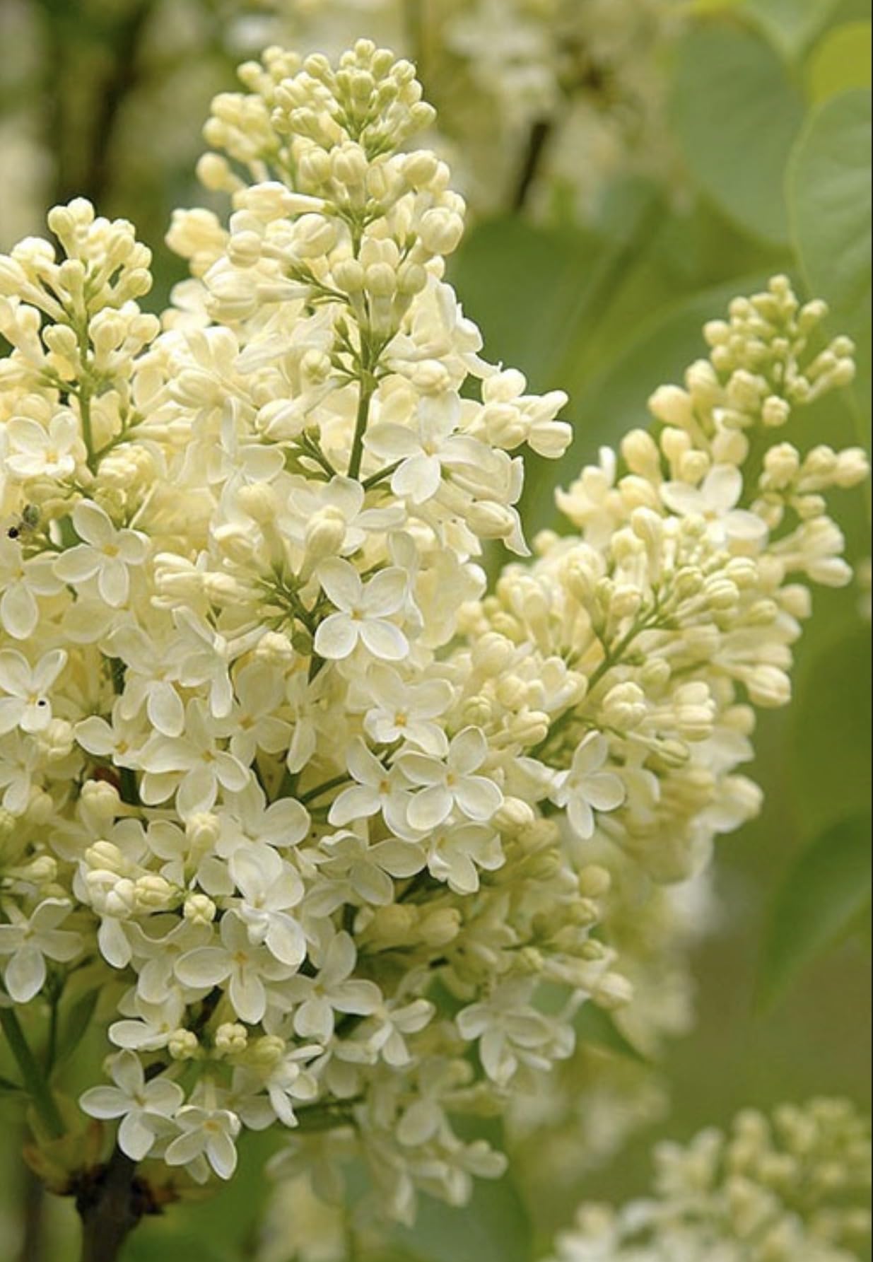 Primrose Yellow French Lilac (Syringa) Live Plant – Rare Yellow Lilac Shrub – Fragrant Spring Flowers – Cold Hardy Ornamental Bush – Starter Plant