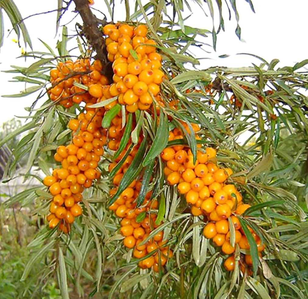 50PCS Sea Buckthorn Seeds Hippophae Rhamnoides Perennial Shrub Seeds Edible Fruit Tree Seeds Easy Grow Outdoor Indoor
