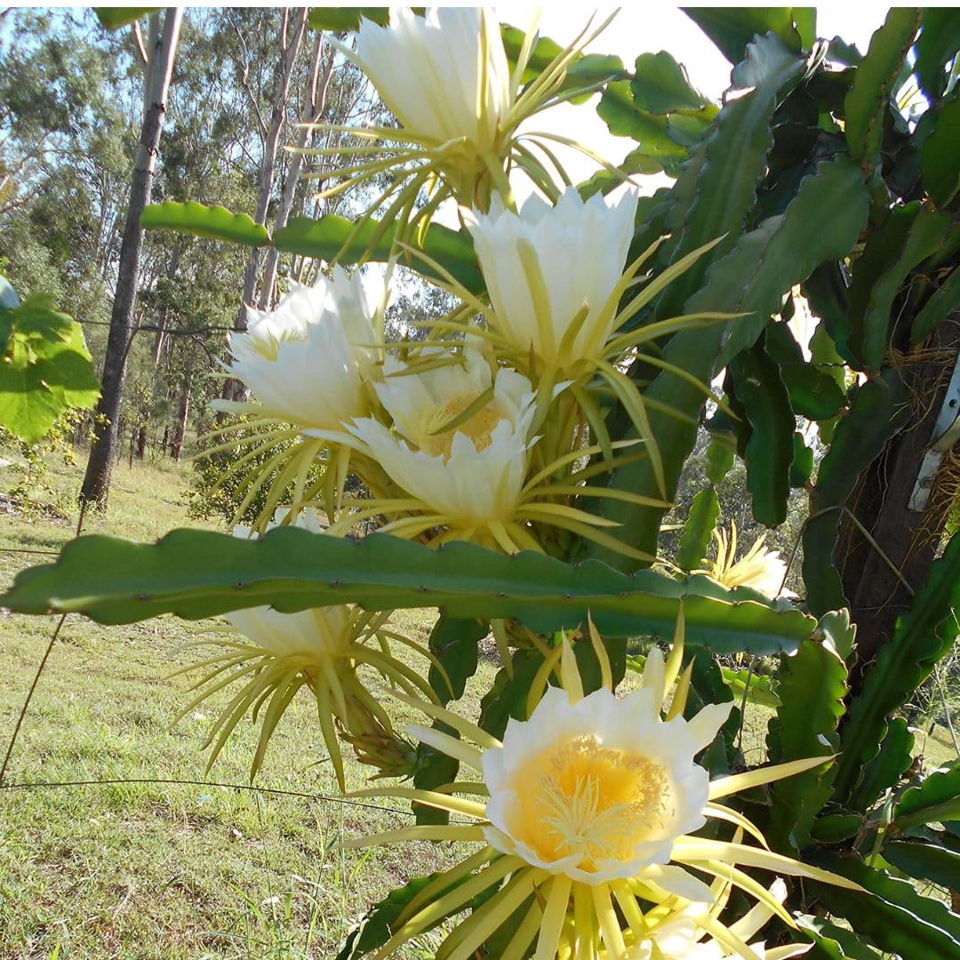 Sweet Yellow Dragon Fruit Plant 1 Gallon, Tropical Dragon Fruit Plant Live for Planting Outdoor Home Gardening