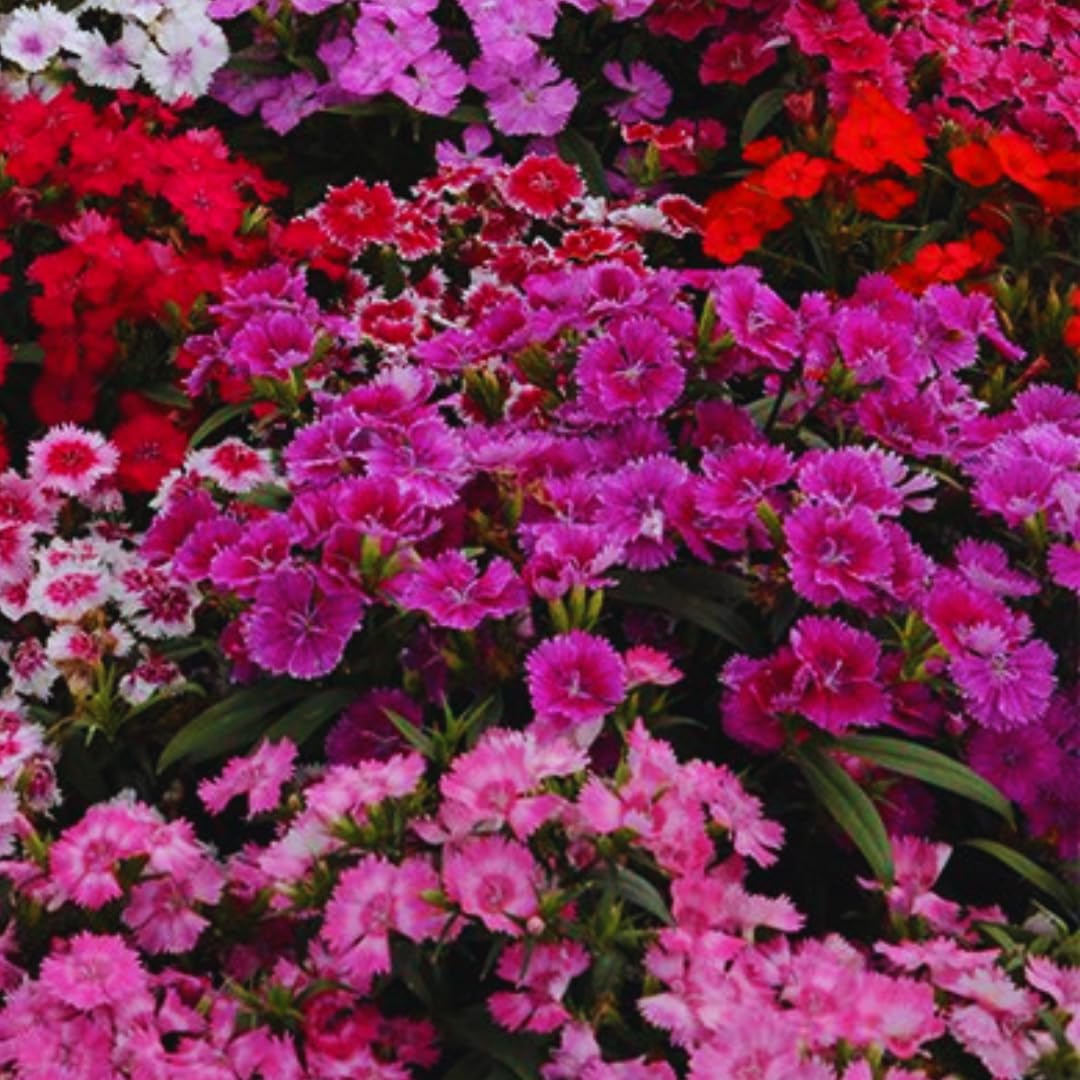 Random Color Dianthus Live Plant, Dianthus Carnation Perennial Plant Live, Very Fragrant Mixed Colors, Size 3-6 Inc in Pot
