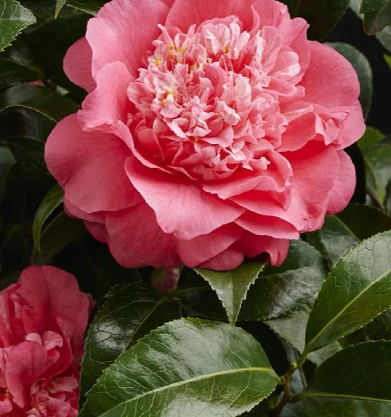 Live Plant - Kumasaka Camellia Japonica-Live Starter Plant