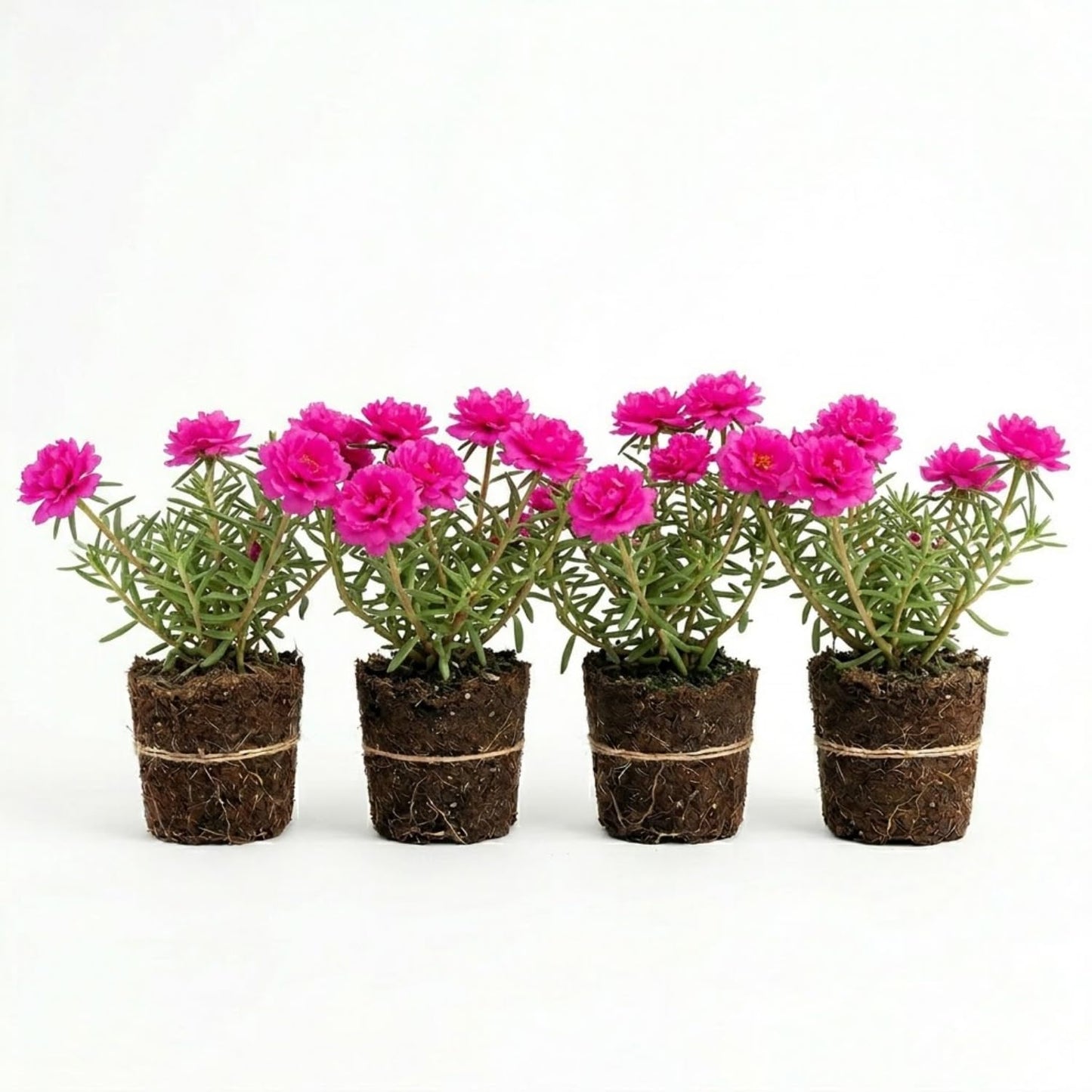 4 Portulaca Plants Live, Moss Rose Flower Plant for Outdoor Garden, Ground Cover Plant for Patio Containers, Borders or Landscape 4-7 Inches (Deep Pink)