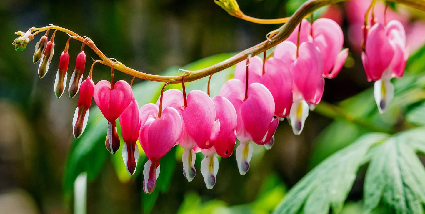 Votaniki Bleeding Hearts Flower Bulbs - Dicentra Spectabilis Bulbs for Planting | Heart-Shaped Blooms, Perennial Flower - Easy to Grow and Low Maintenance (1 Pack)