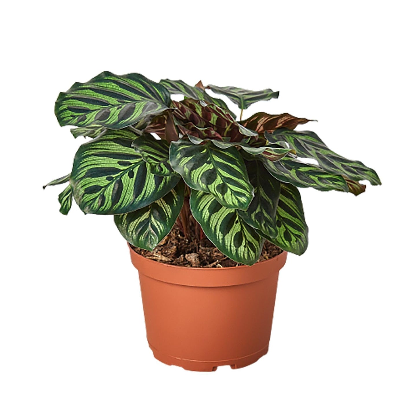 Calathea 'Makoyana' | Live Plant for Indoor & Outdoor | for Living Room, Office, Bathroom | (6" Pot)
