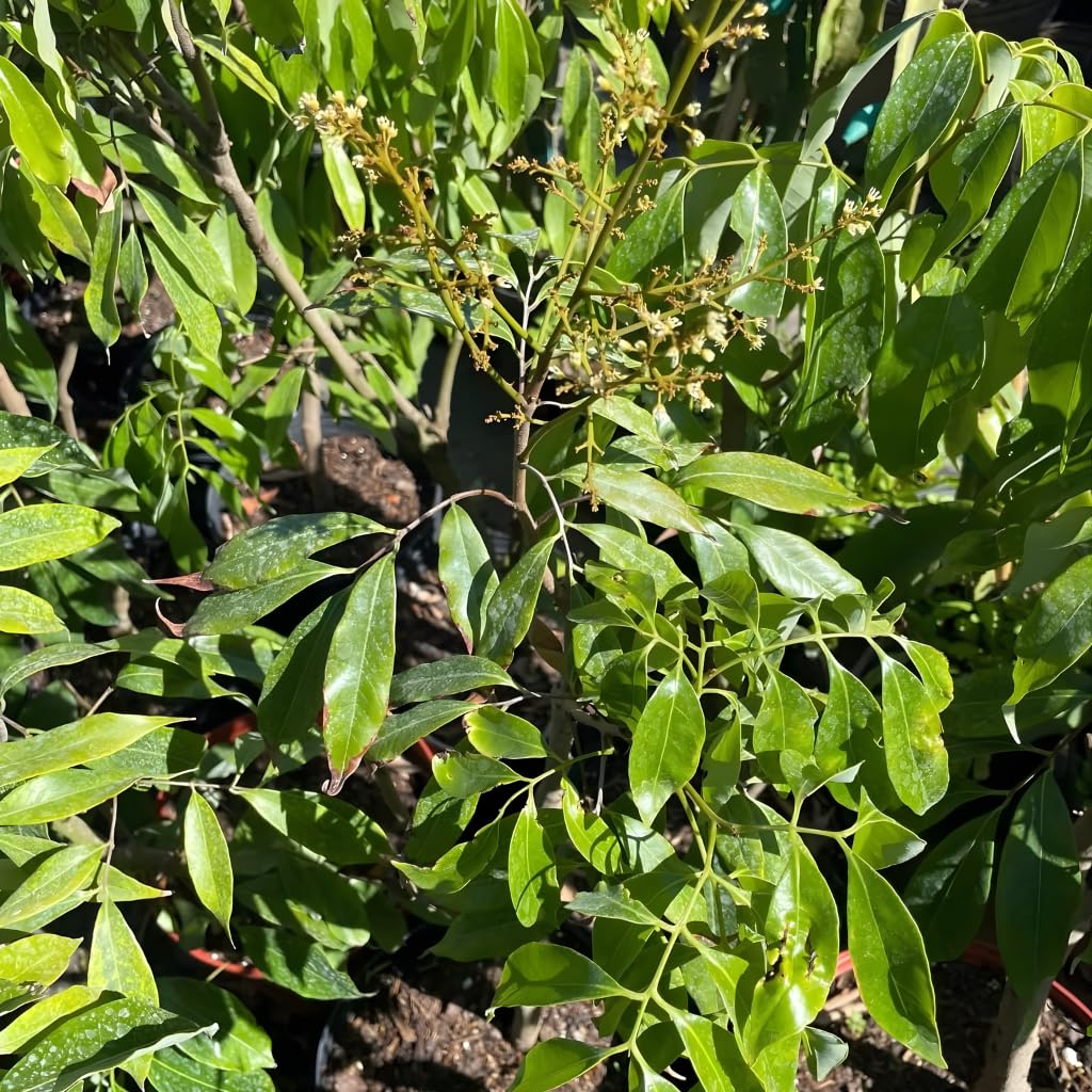 Mauritius Lychee Trees Live Plants | 2.5–3 Ft Live Potted Plant | Compact Sweet Fruit Tree for Patios, Balconies & Backyard Gardens | No Ship to CA,HI,AK