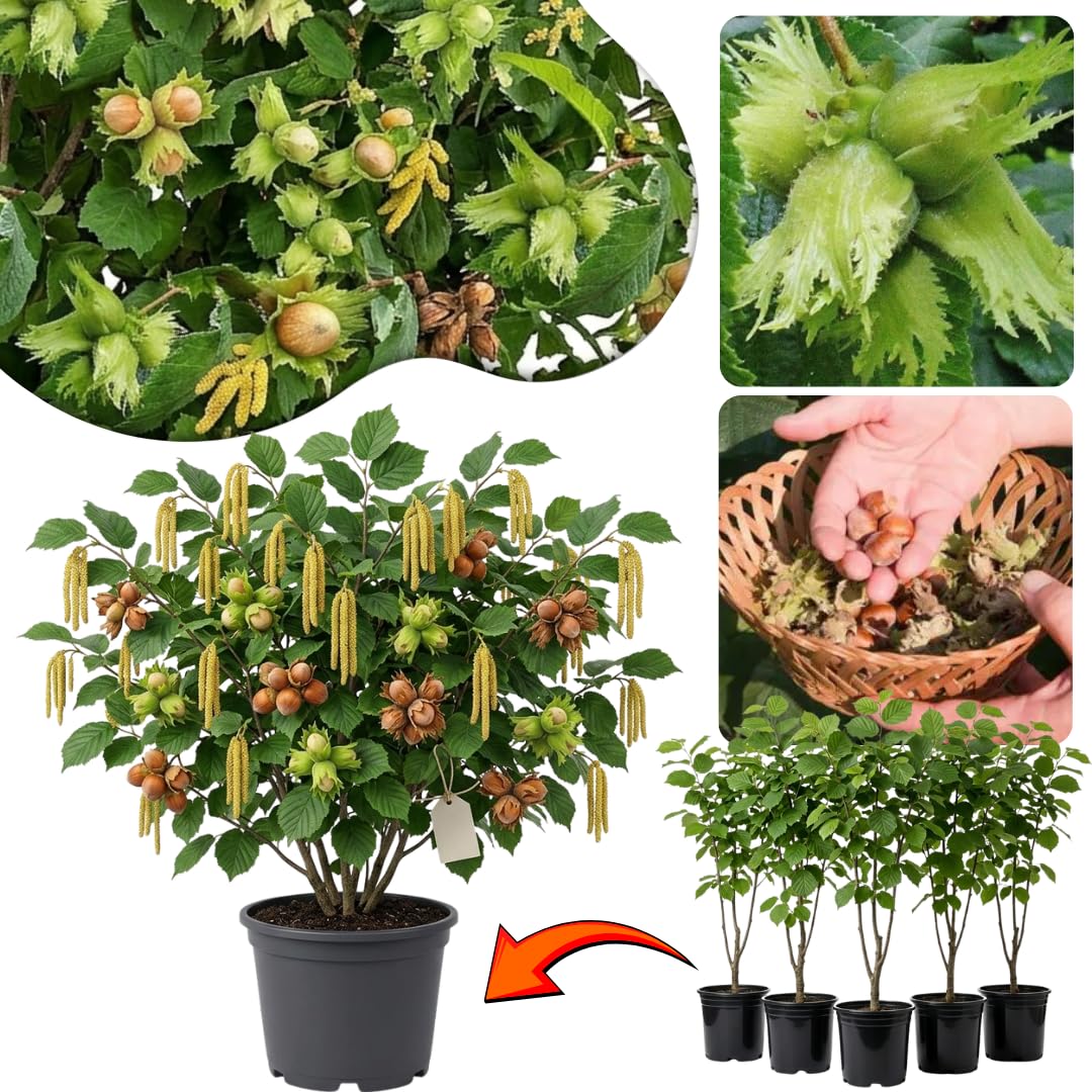 Hazelnut Tree Live Plant, 2–3 Ft Tall in 3 Gallon Pot, Hardy Nut Tree for Outdoor Garden Planting