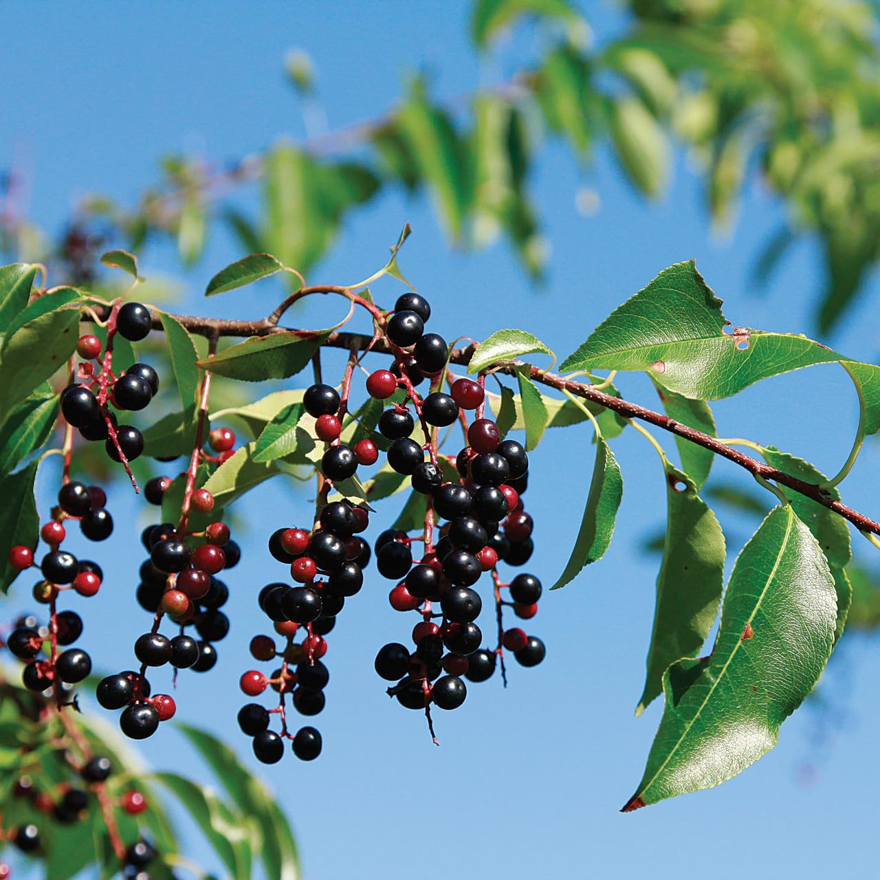 2 Black Cherry Trees - 2-3 Feet Tall Live Plants - 24-36" Tall Wild Cherry Fruit Tree Saplings - Prunus serotina - (Pack of 2)
