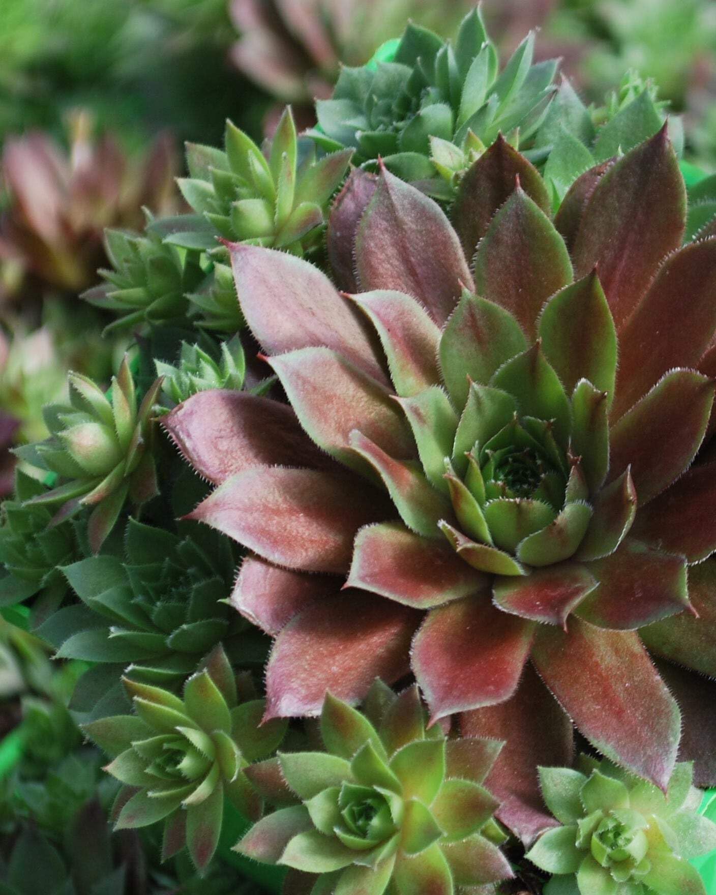 Perennial Farm Marketplace Sempervivum 'Red Rubin' (Hens & Chicks) Perennial, 1 Quart, Emerald Green to Deep Reddish Foliage