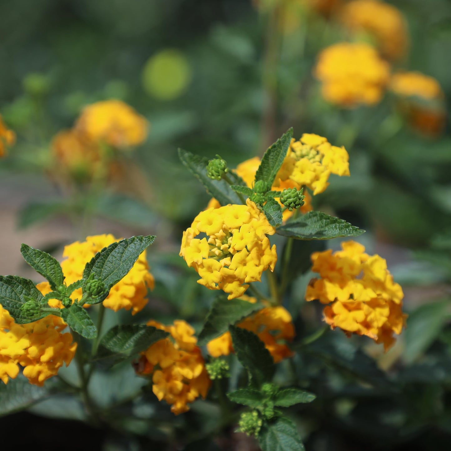 New Gold Lantana Flowers, Live Outdoor Flowering Plants, Easy Plant Care, 1G Pot, Attracts Pollinators, Extended Bloom, Heat and Drought Tolerant