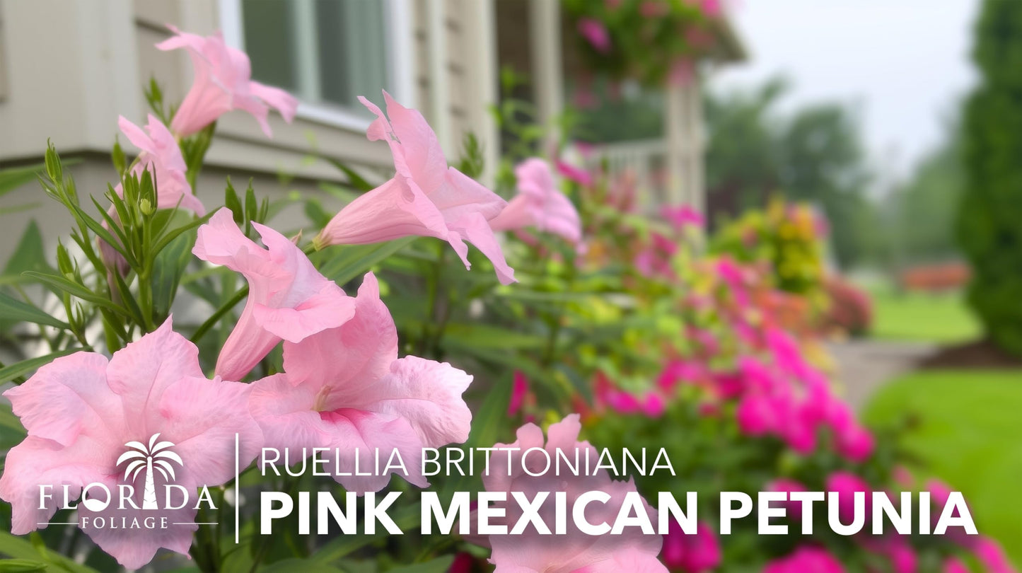 Mexican Petunia Pink | 3 Live Plants | Ruellia Brittoniana | Pink Flowering Landscape Pollinator | Heat Tolerant Groundcover | Outdoor Perennial for Gardens Borders Walkways Containers