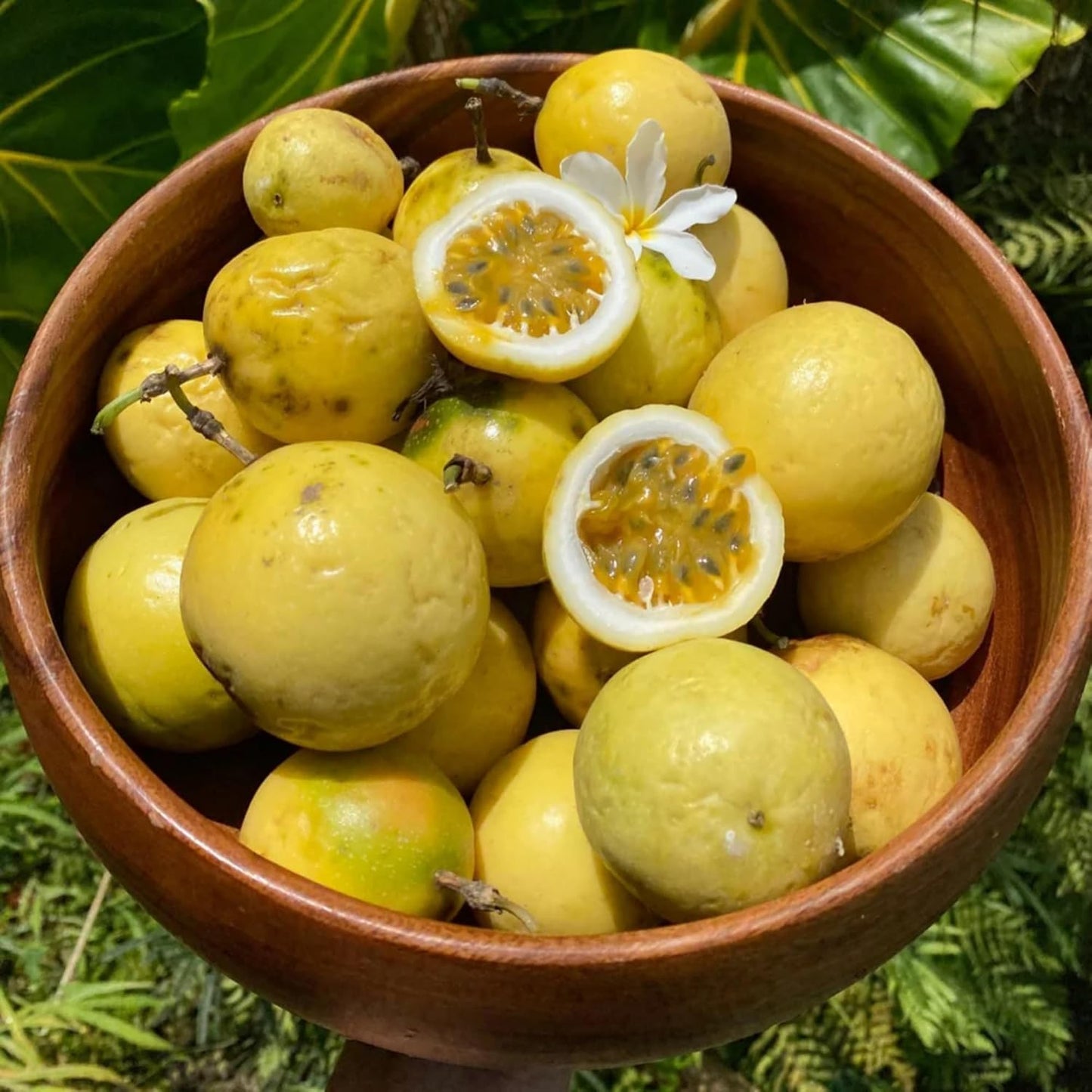 20+ Passion Fruit Seeds for Planting - Yellow Sweet Passion Fruit Seeds Passiflora Giant Granadilla Grow Your Own Plant Gardening Gift
