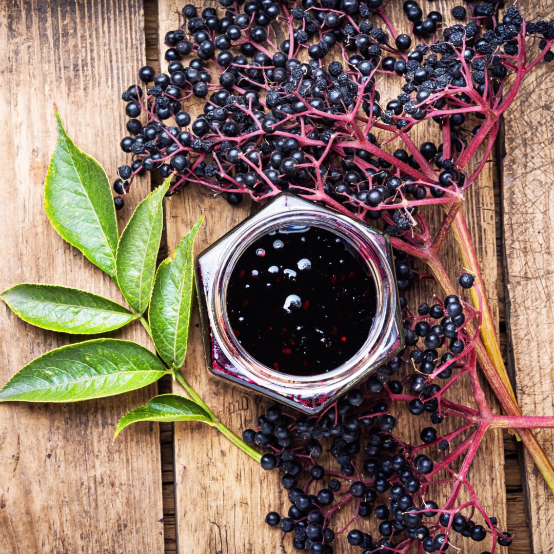 4 Black Elderberry Bushes Trees Plants Live for Planting, 5-9", American Elderberry Cold Hardy for Outdoor Growing