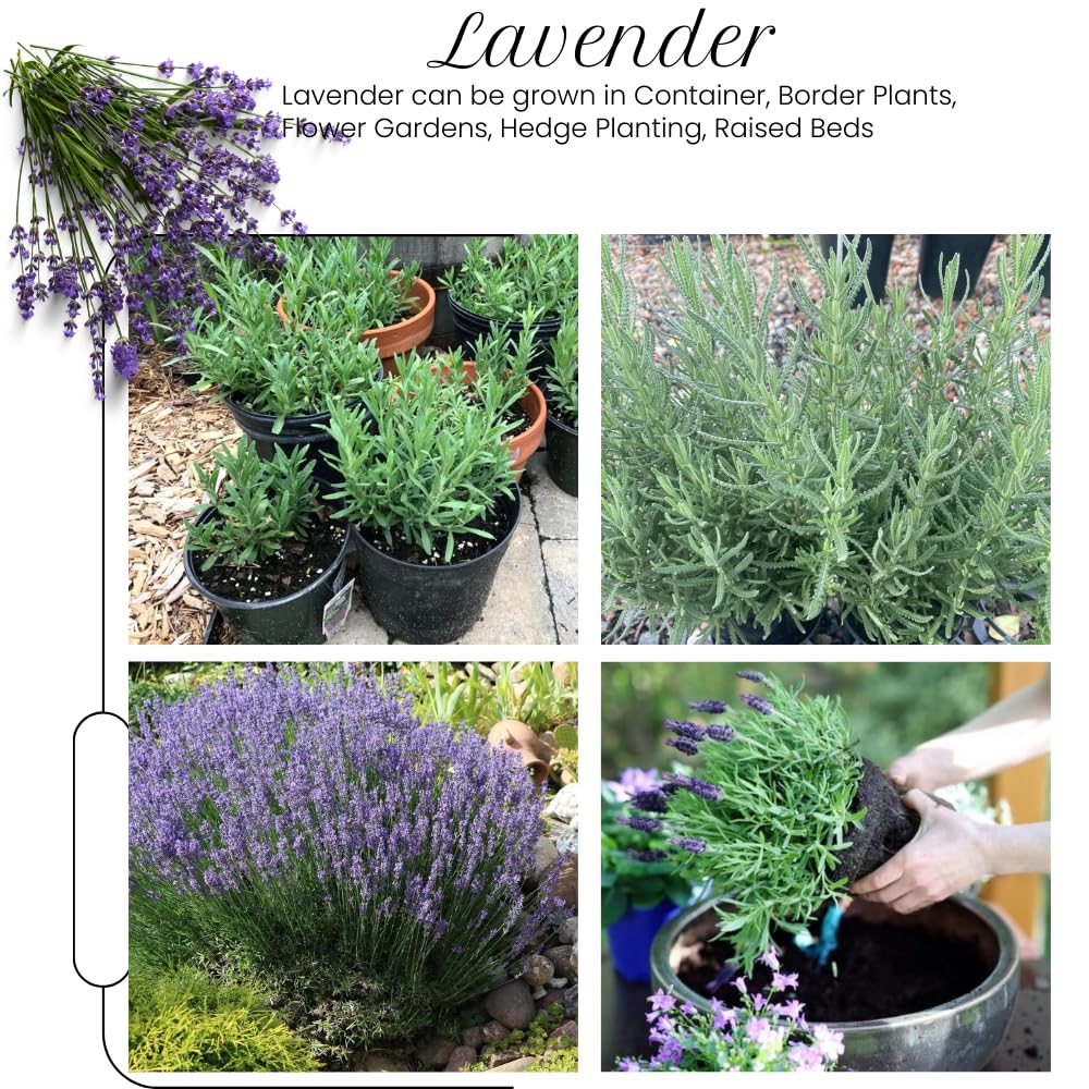 2 French Lavender Plants Live Outdoor Indoor, in 4" Pots, Cold Hardy Fragrant Perennial Herb for Garden and Landscape, 4-8 Inch Tall