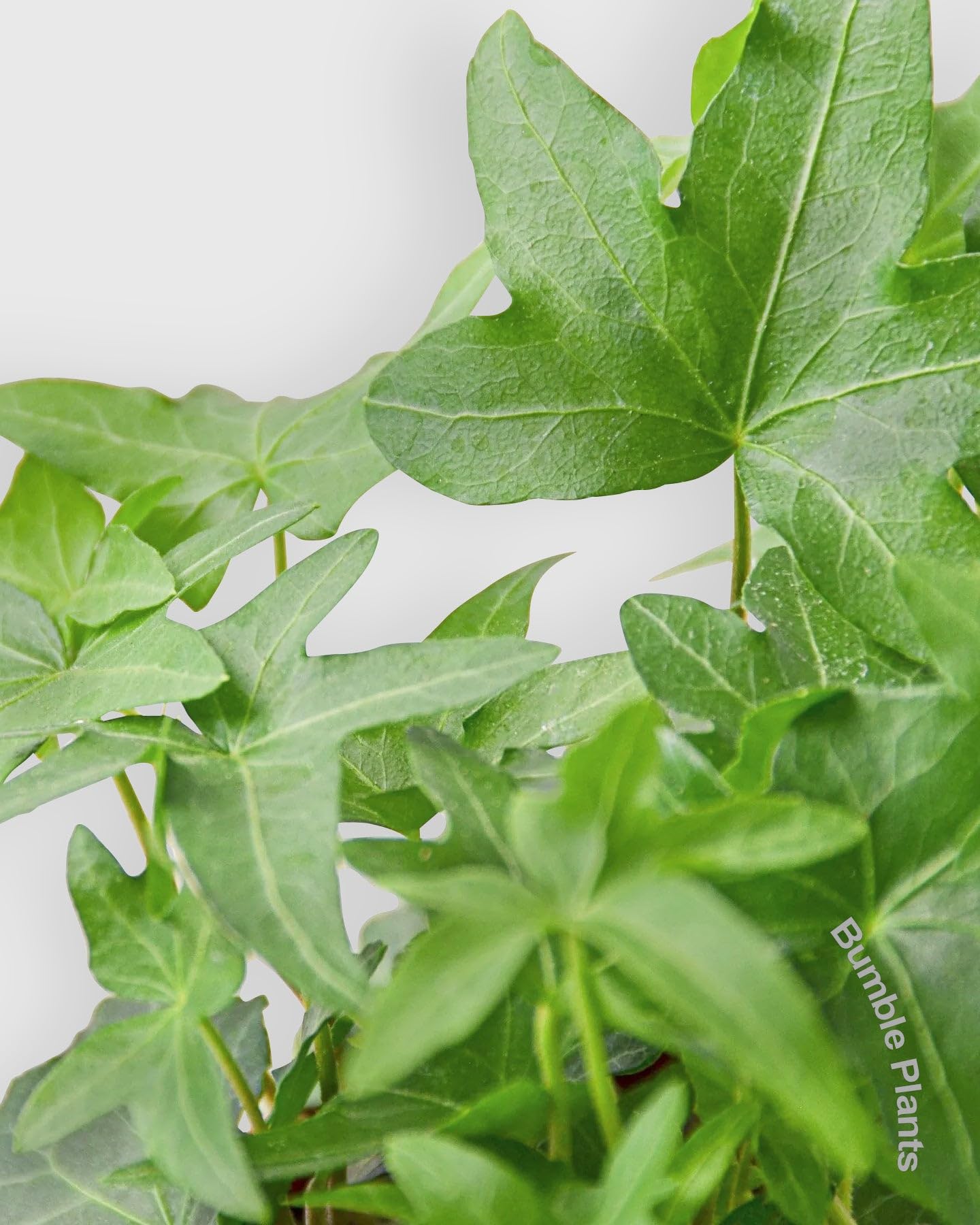 Hedera Helix 'Green California' English Ivy-4" Pot/Nursery Pot - Live Plant Easy Care, Low Maintenance for Home Decor - Air Purification Houseplant