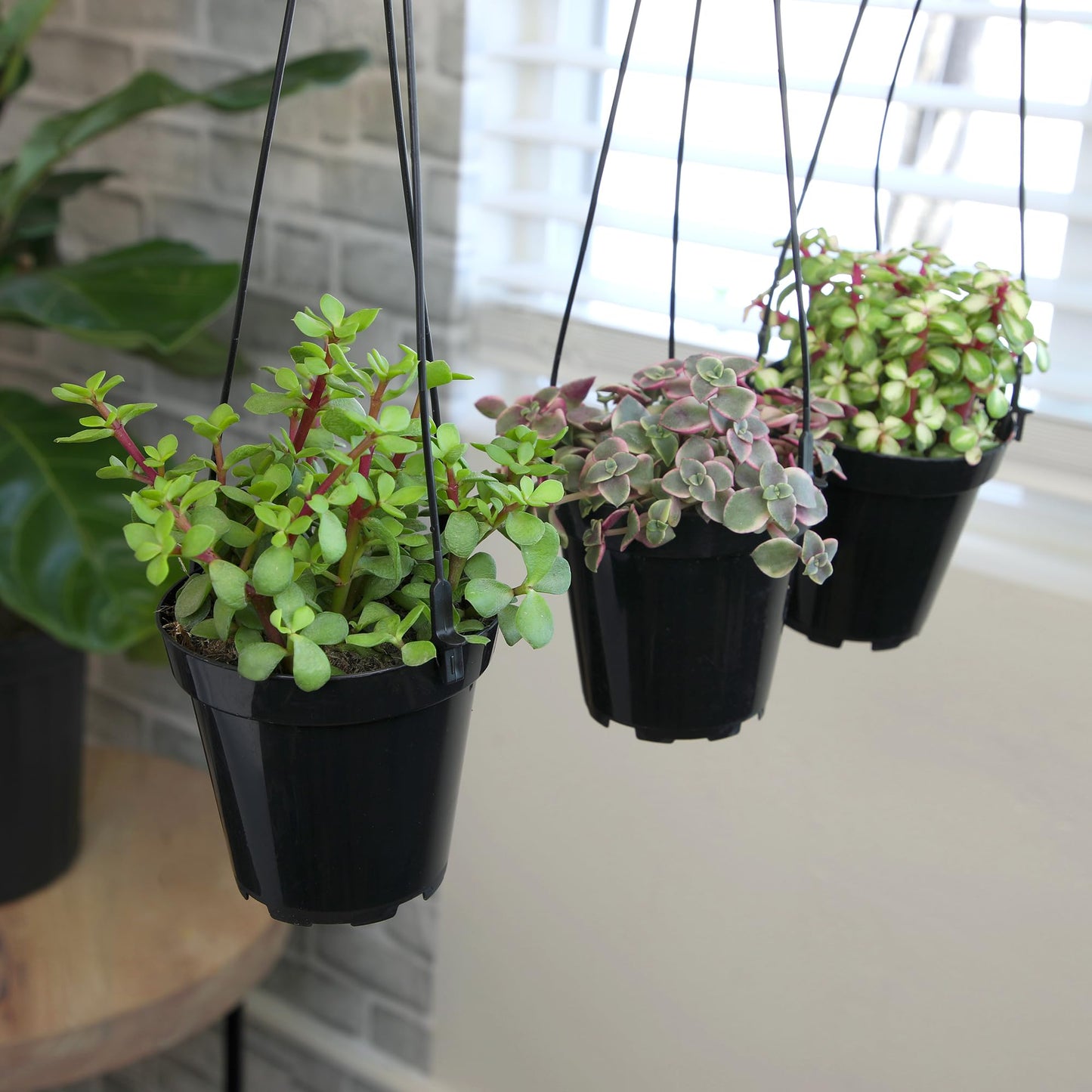 Altman Plants Hanging Succulents (3PK) in 3.5" Hanging Baskets for Plants, String of Pearls, Calico Kitten Crassus, Portulacaria Afra, Trailing Live Succulents Plants & House Plants in Succulent Soil