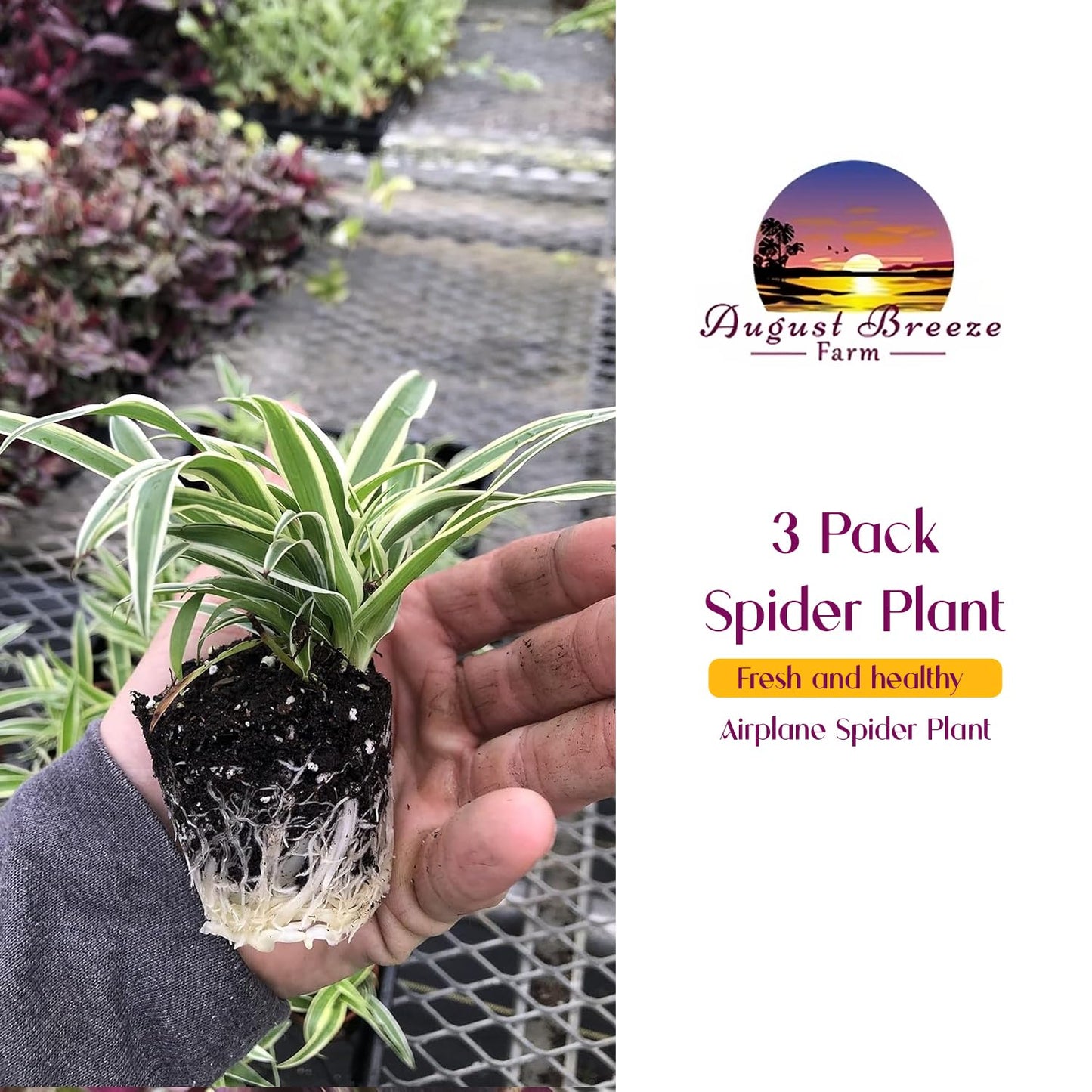 3 Pack Airplane Spider Plant – Live Indoor Houseplant | Fully Established Bare Root Plants, Air-Purifying, Low Maintenance, Thrives in Home & Office | Live Plants Indoor, Variegated Houseplant